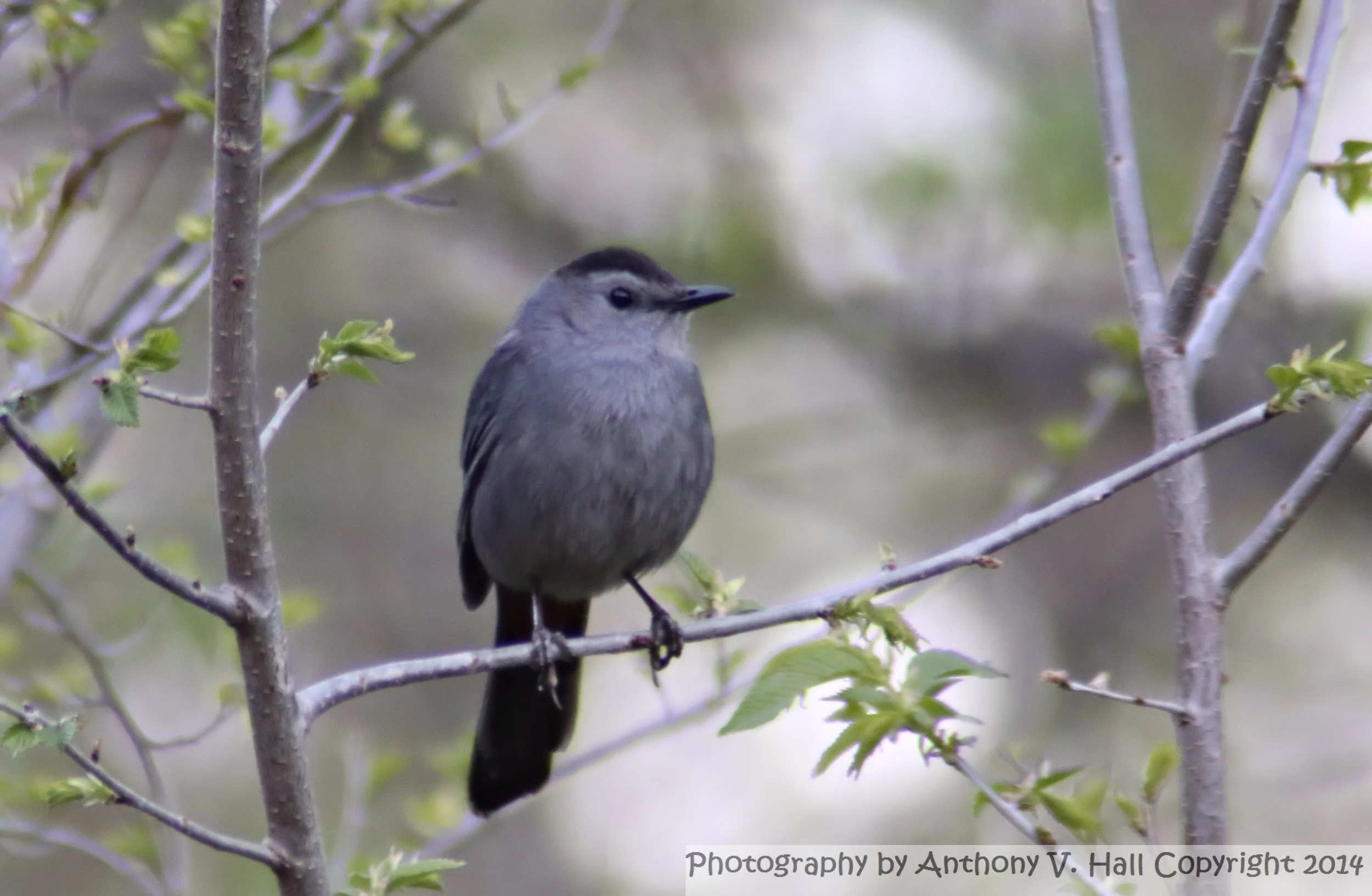 Grey Catbird.jpg