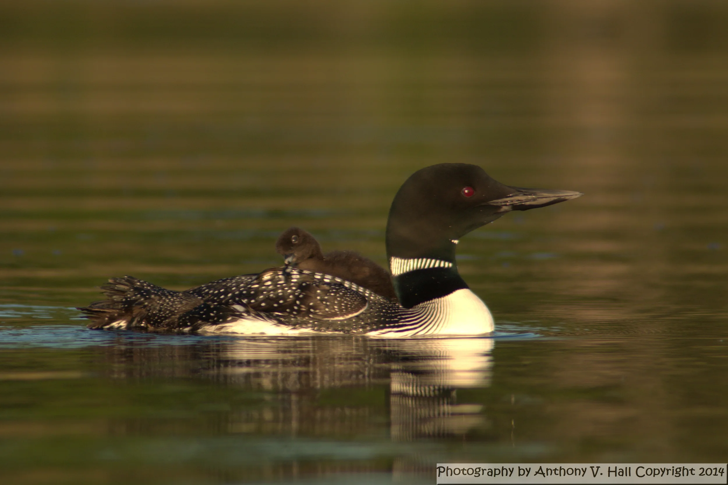 Loon_with_Chick.jpg