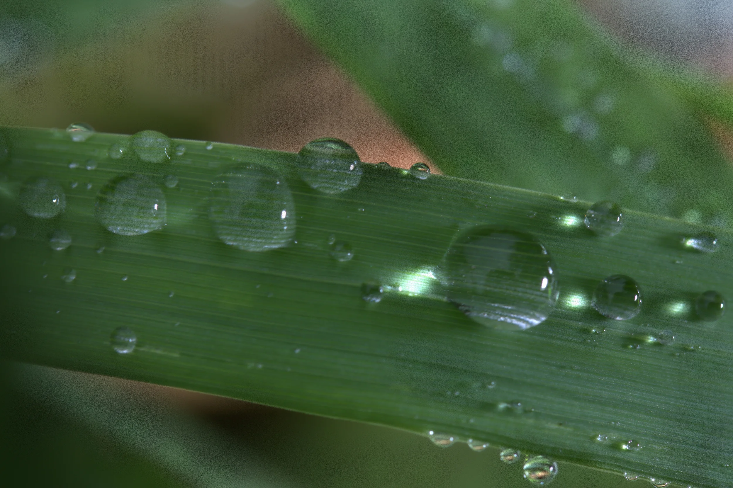 Water drops1.jpg