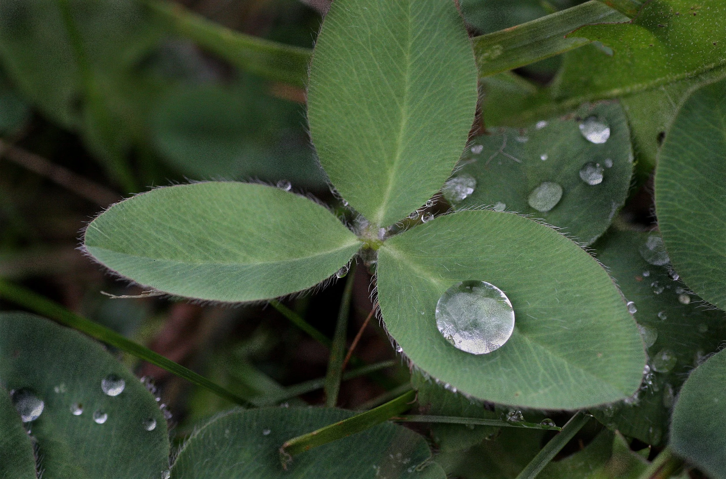 Clover drop.JPG