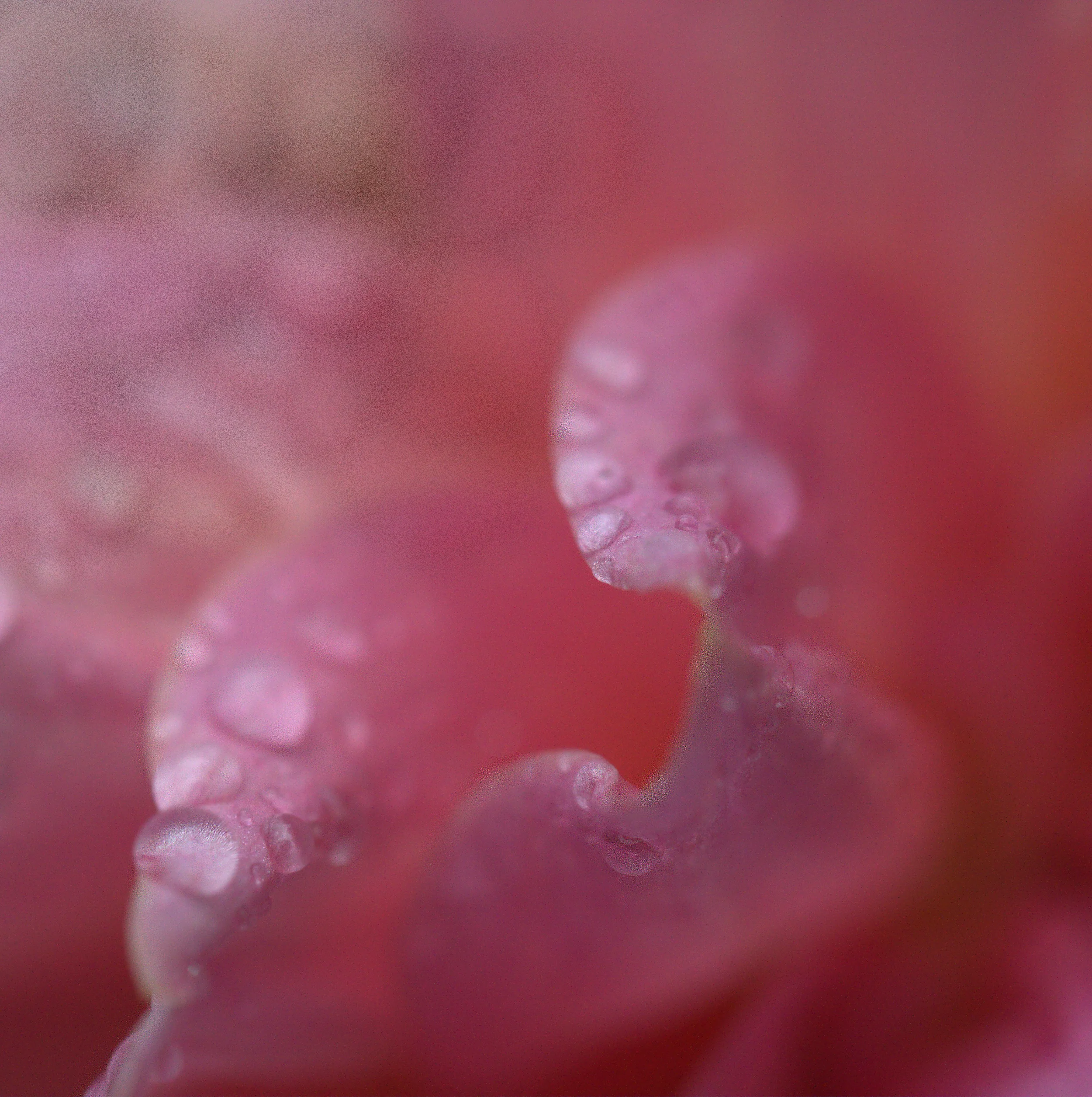 Pink 1.jpg