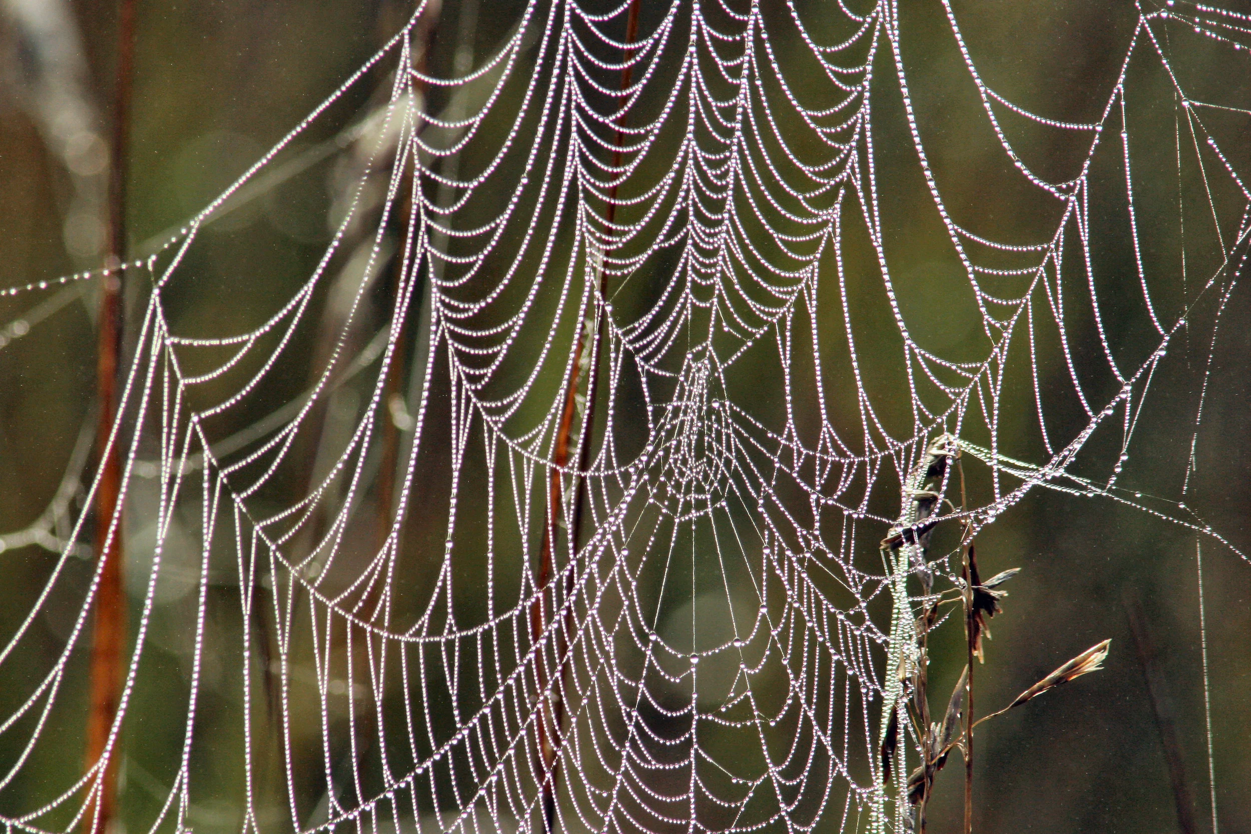 Web1.jpg