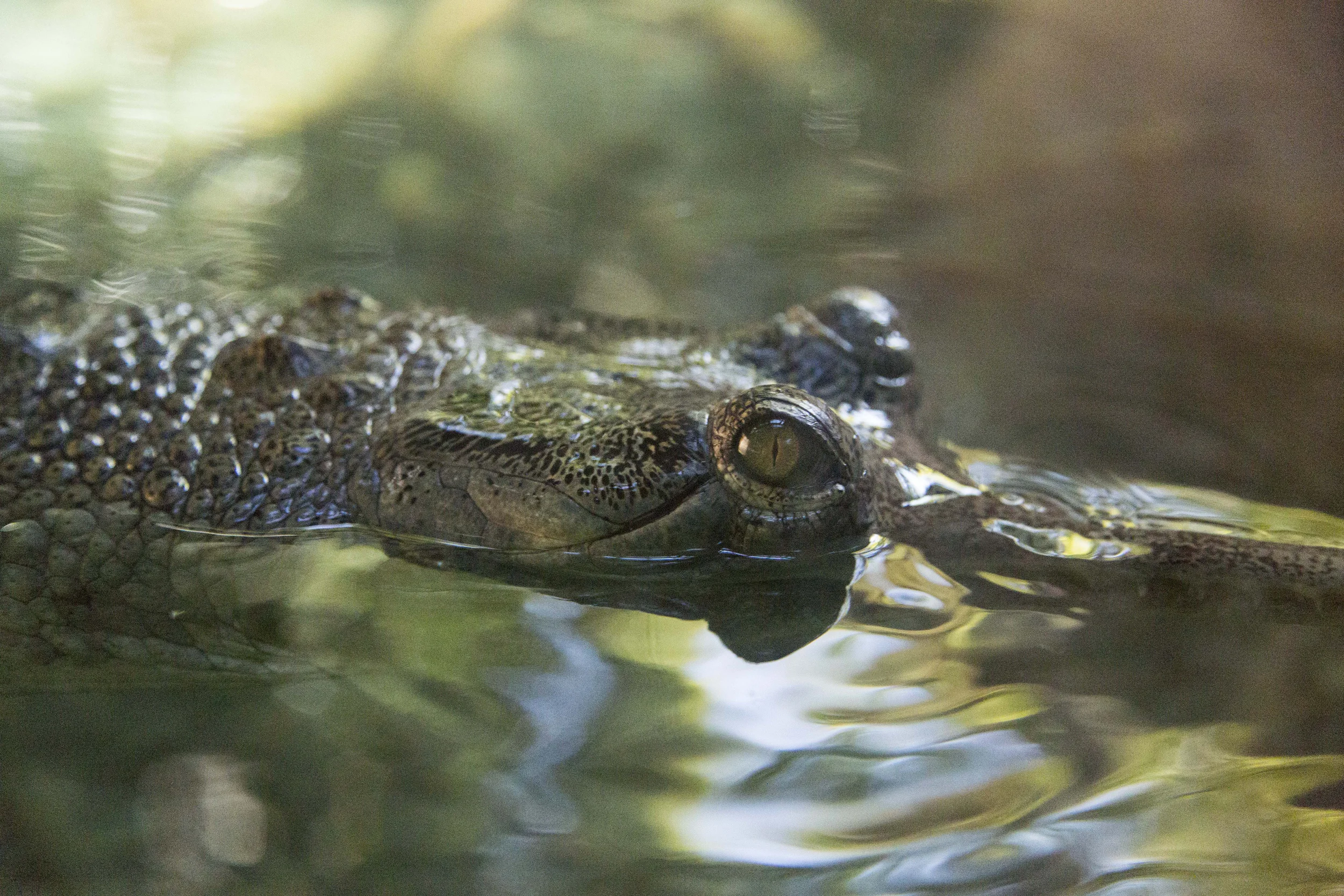 Alligator