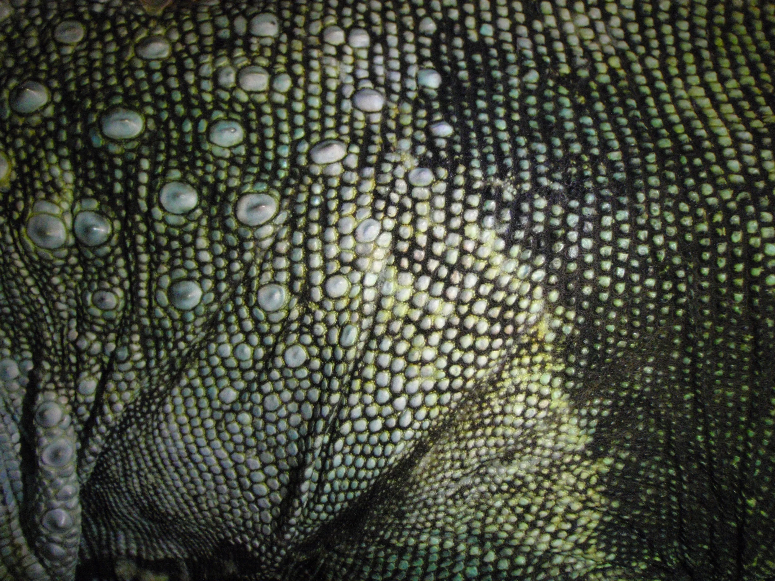 Bud Skin
