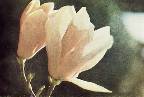 Back To The Basics: Free-Care Tools