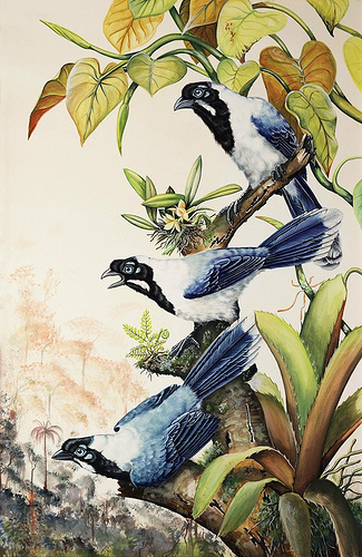 Cayene Jays - Gouache