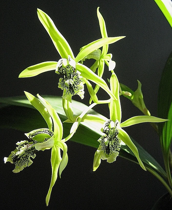 Coelogine mayeriana