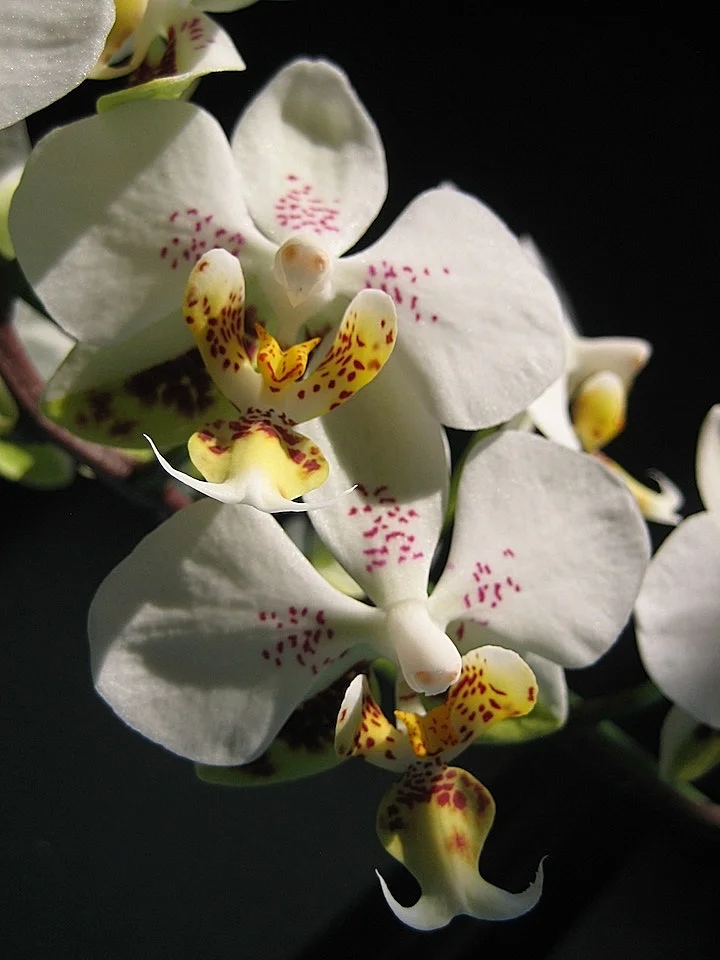Phalaenopsis Stuartiana Sogo