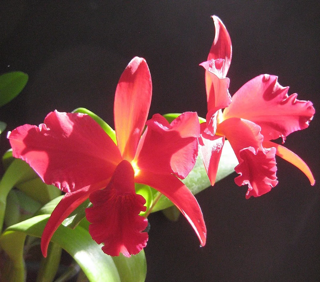 Sophrolaeliocattleya Jewel Box "Dark Waters"