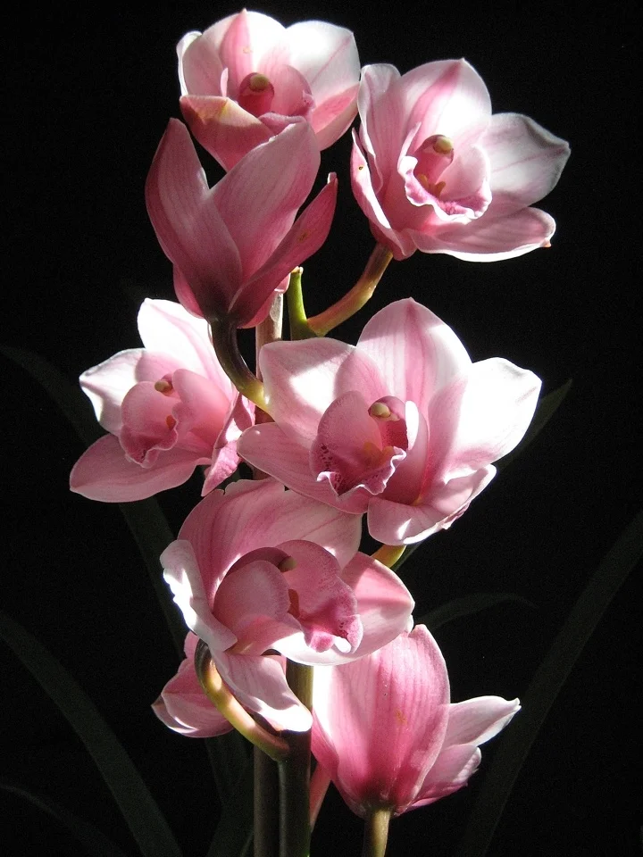 Cymbidium Pink