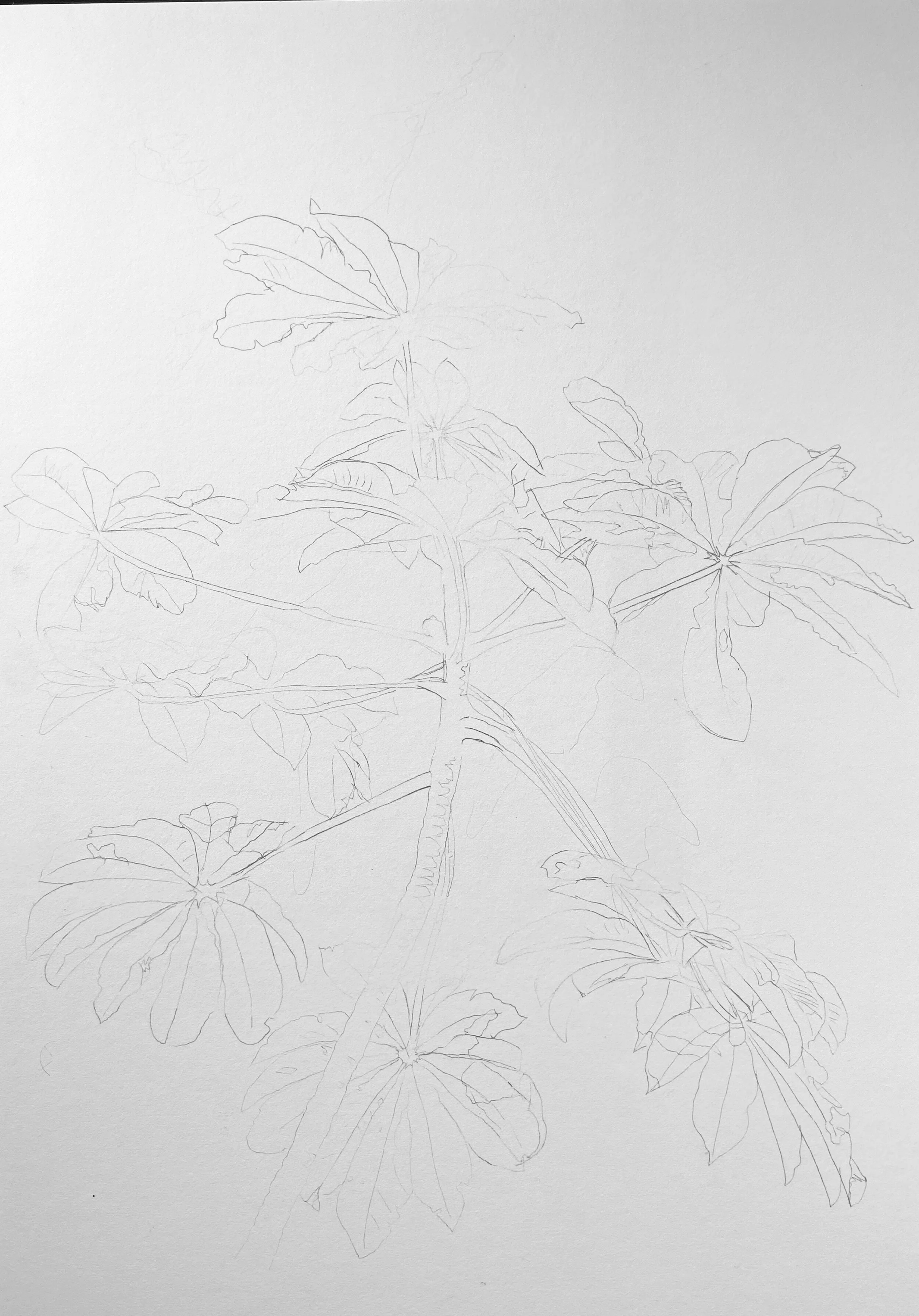 Line drawing.jpg