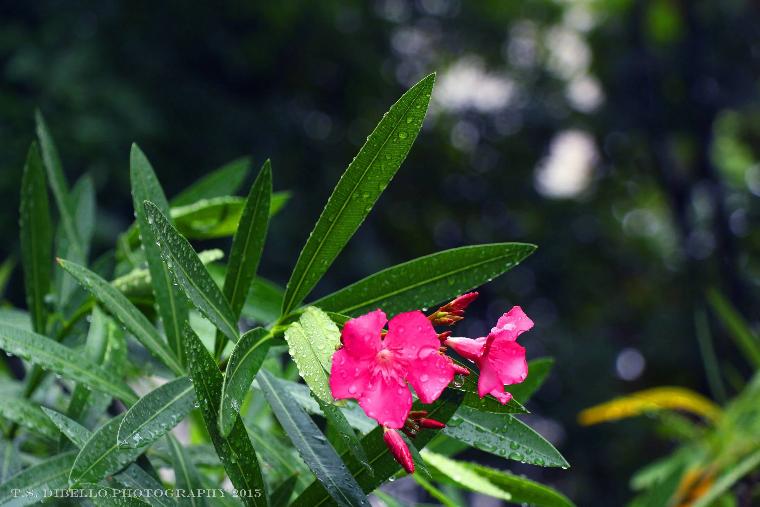 IMG_7100.2.c.jpg