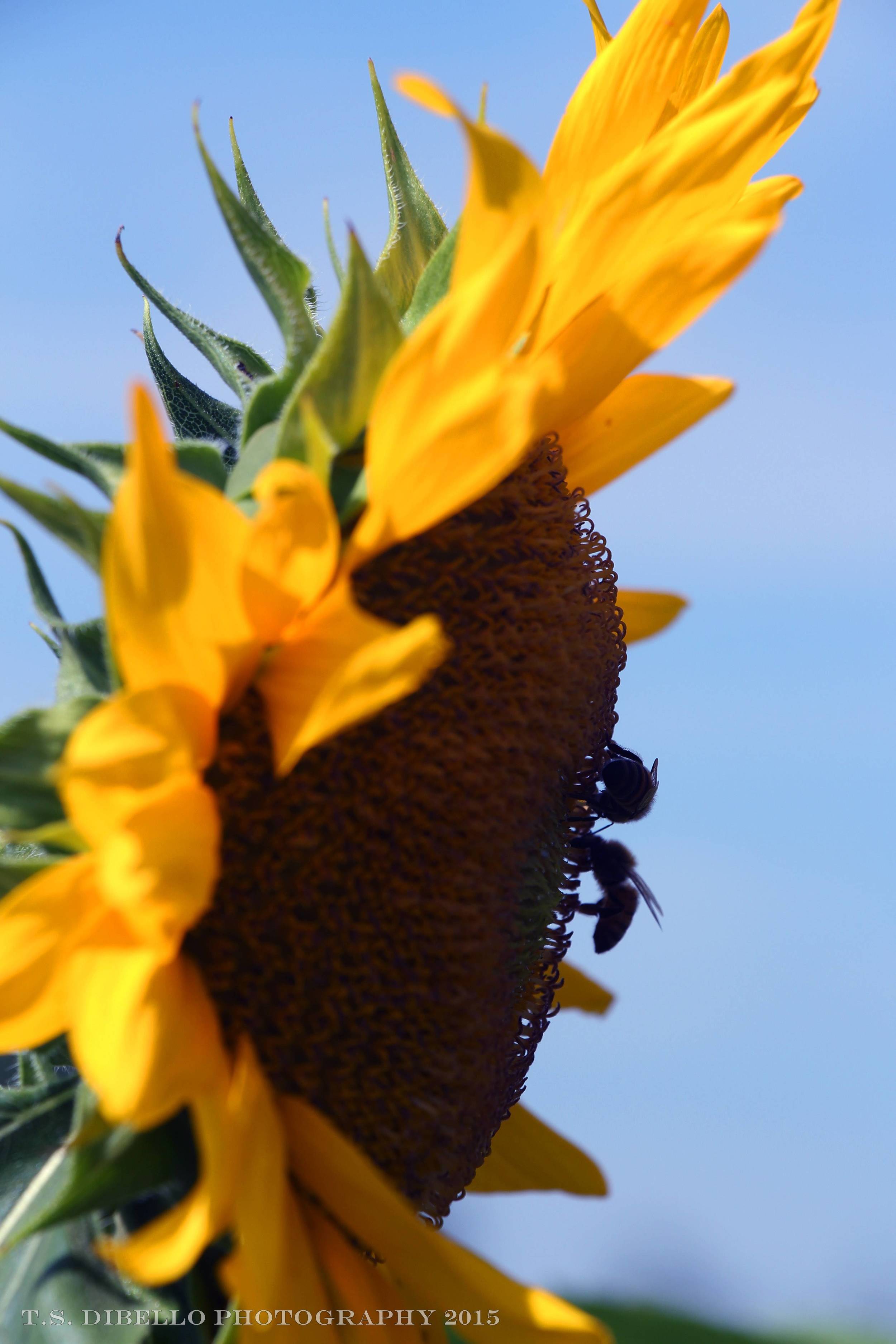 IMG_8307.2.c.jpg