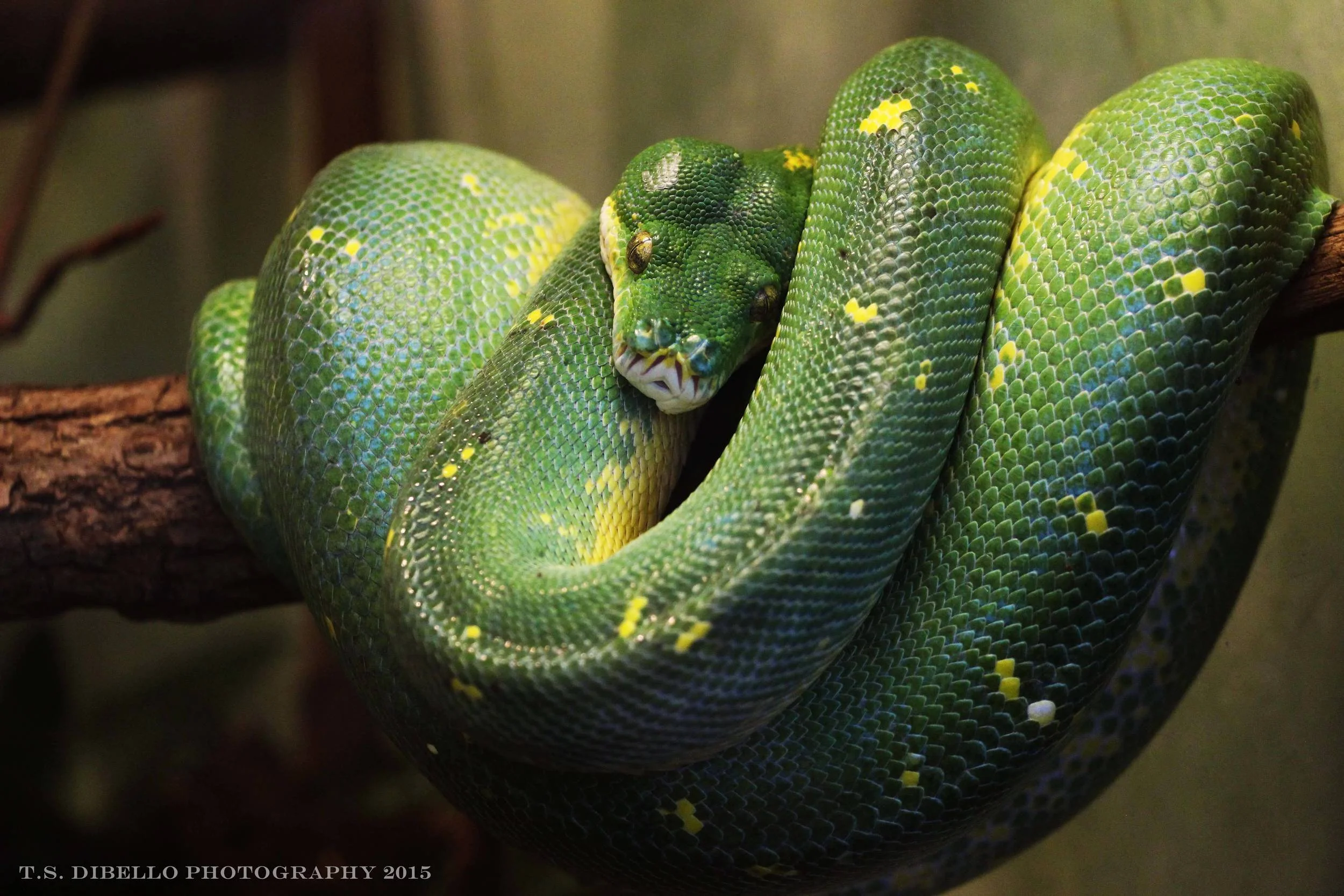 Green Snake01.c.jpg