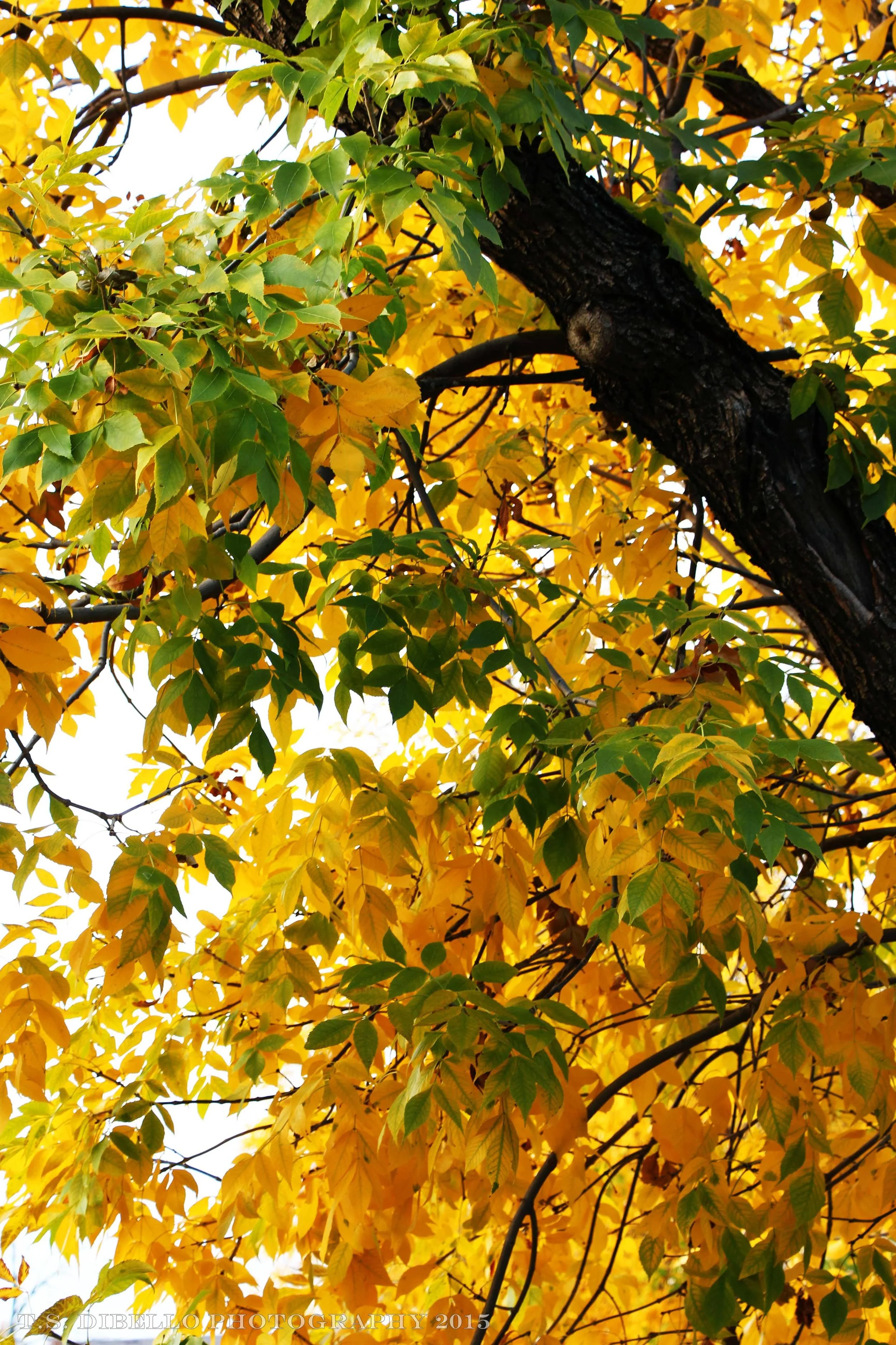 IMG_0917.2.c.jpg