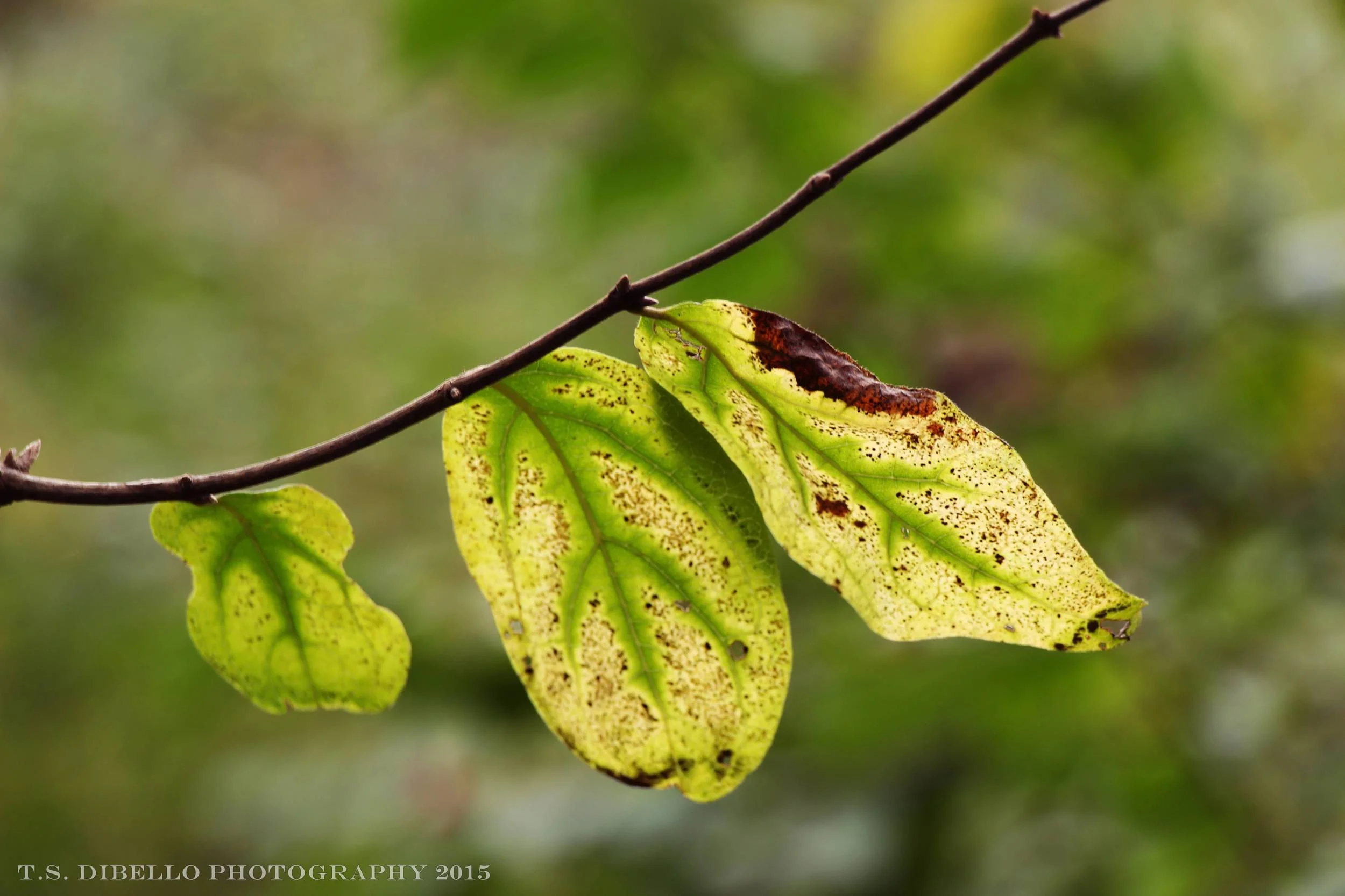IMG_2099.2.c.jpg