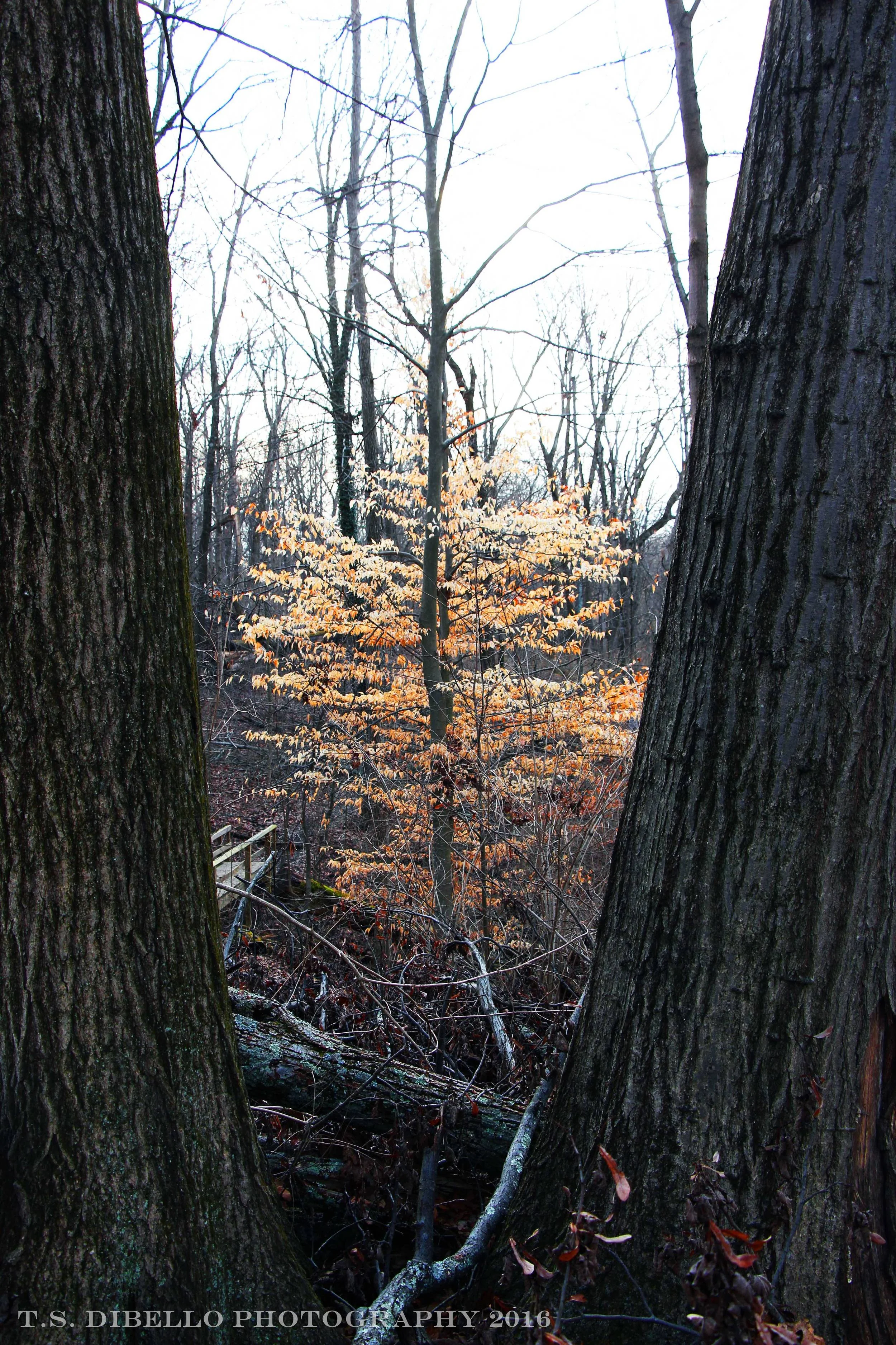 IMG_5363.2.c.jpg