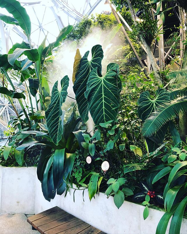 We toured the amazon spheres yesterday during one of their 2 days they are open to the public, it was so layered, textural and humid! It&rsquo;s a strange concept in the middle of downtown but I could help just being really happy for all the folks th