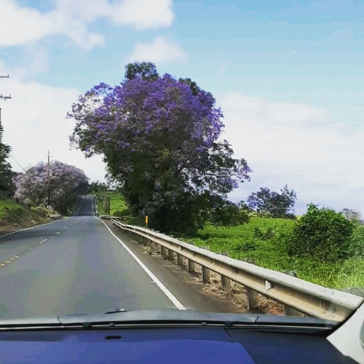 #lovelyday #upcountry #maui #jacaranda  #2021 #mygarden #mayday