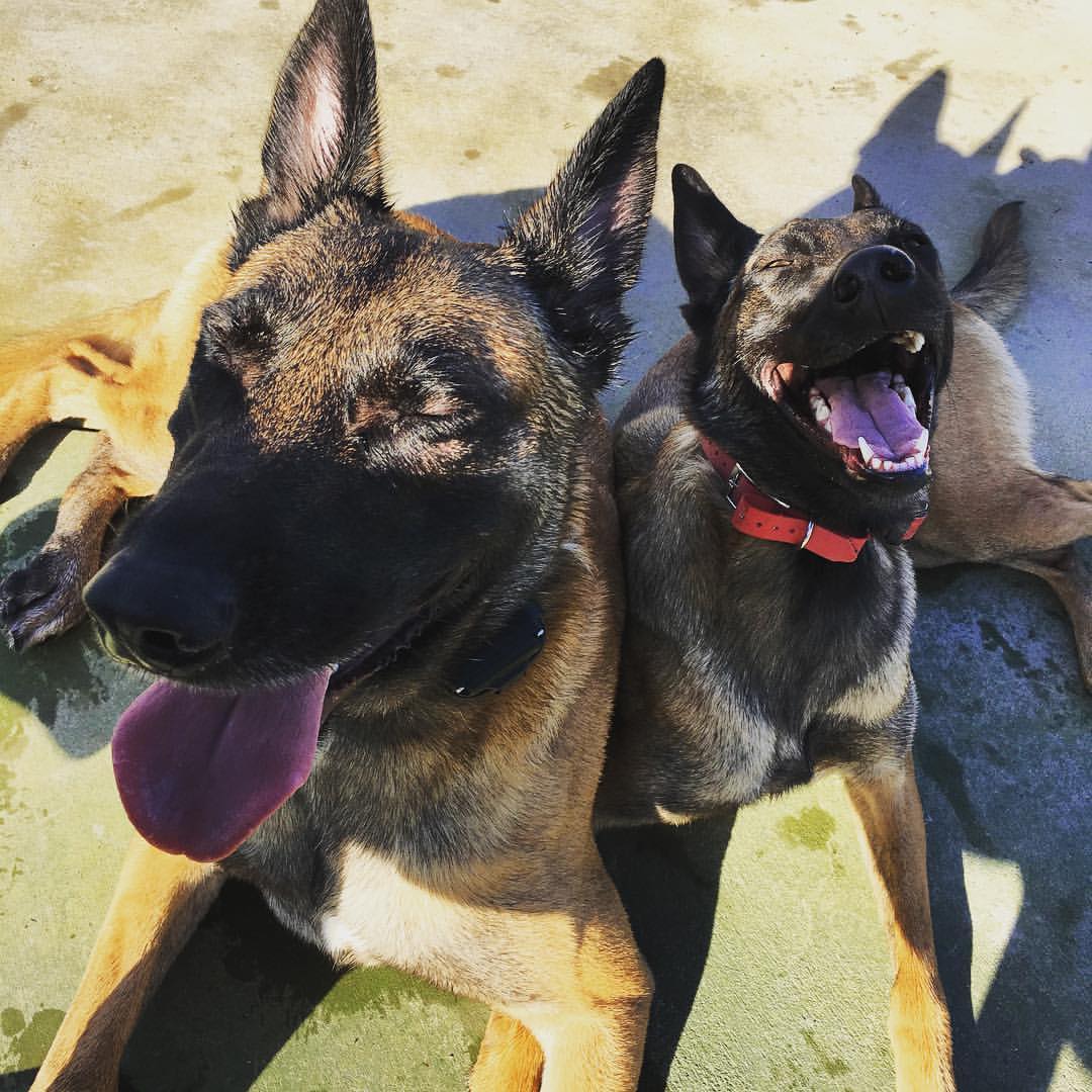 Animal Minds Behavior & Training - Sacramento Dog Training