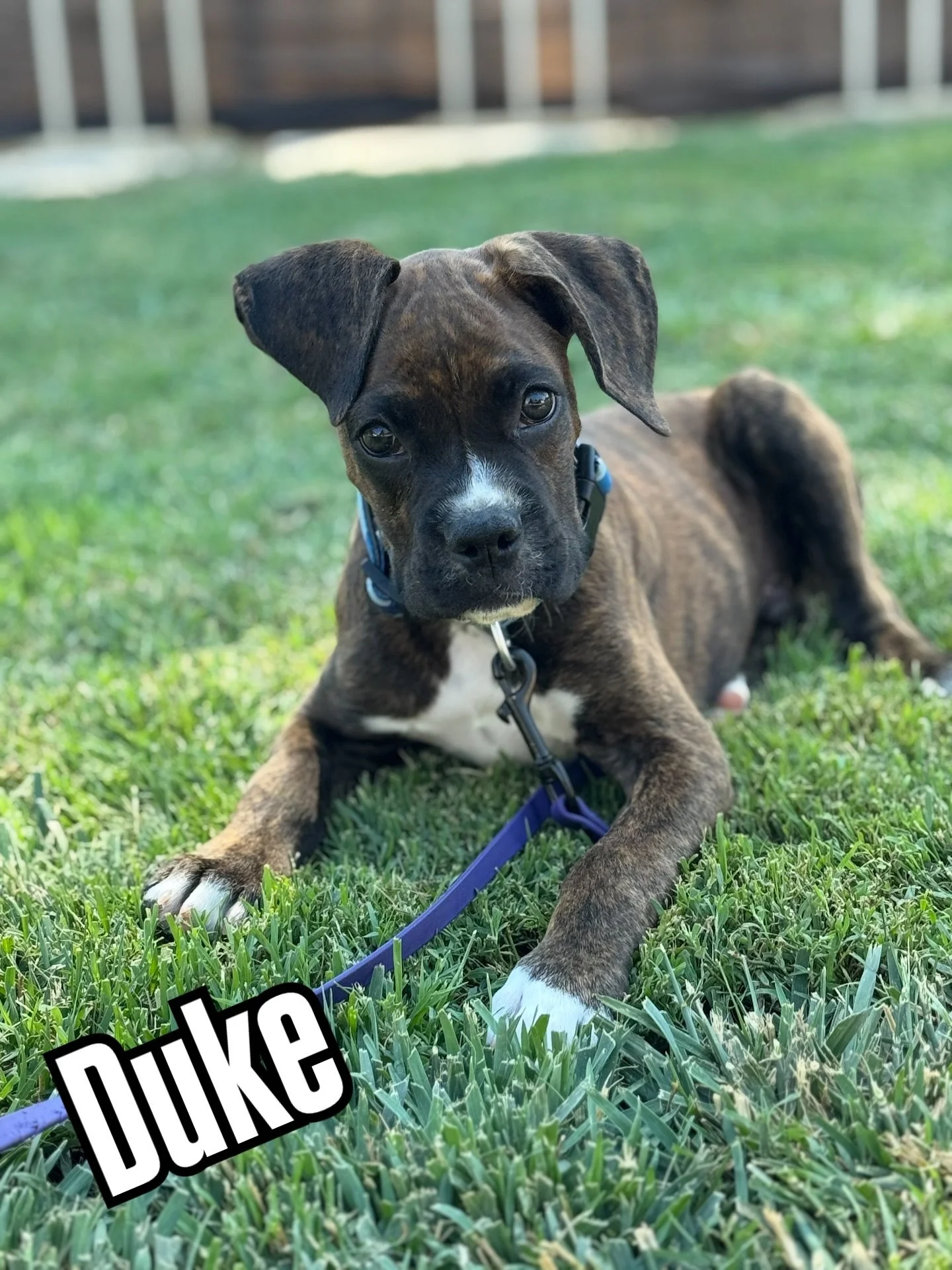 🐾 Welcome, Duke! 🐾

This handsome Boxer pup just checked in for our Basic Puppy Program! Over the next few weeks, Duke will be working on all the good stuff &mdash; potty training, crate manners, healthy socialization, and an intro to essential cue