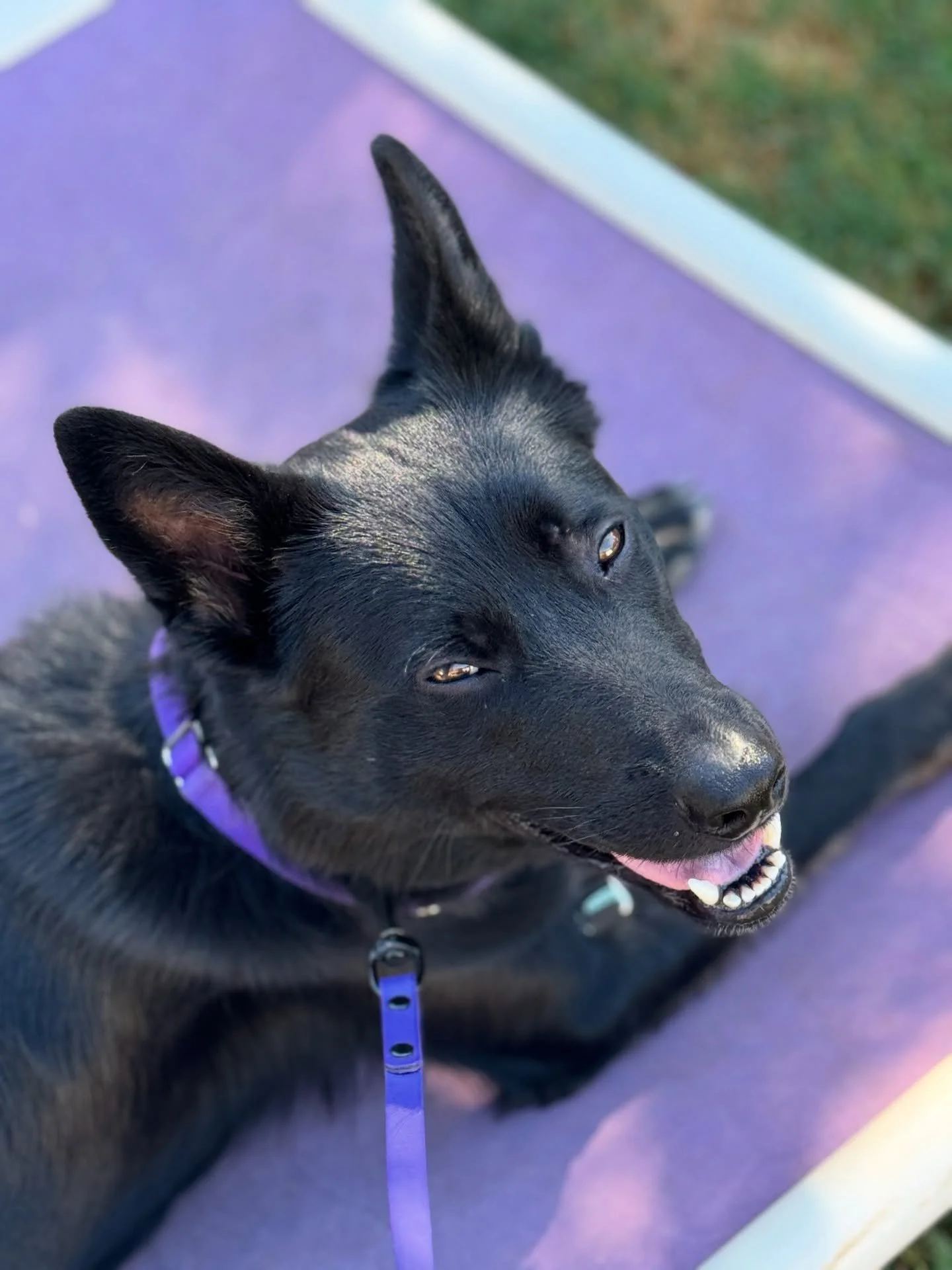 Squinty boy (Winston) waiting for his owners to arrive for their first lesson with him since he&rsquo;s been here. 🎉 

#animalminds