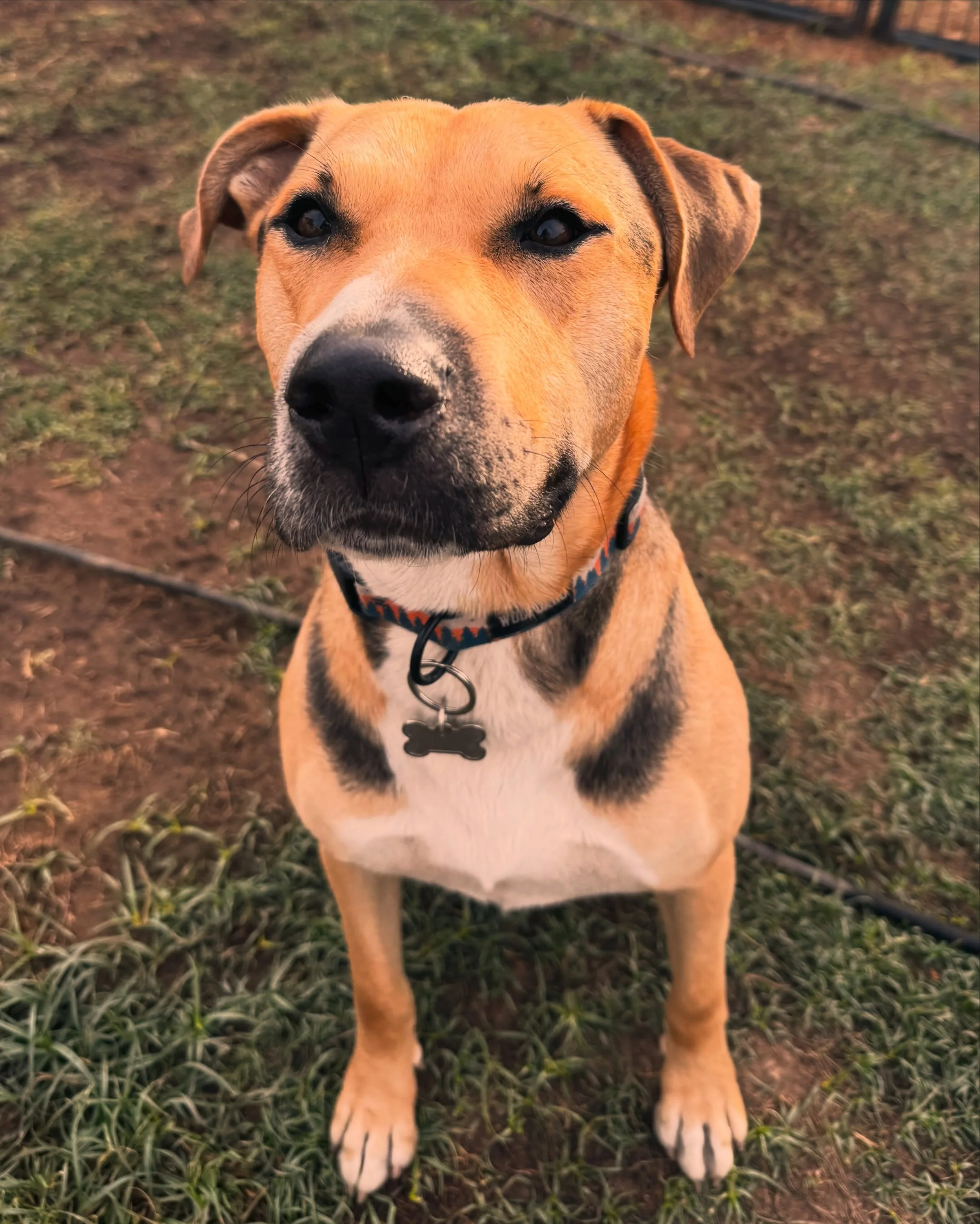 Meet Mako! 🐾

Mako is here to work on some leash reactivity, off-leash conditioning, and being a little less suspicious of new people. 

He&rsquo;s a big, sweet young guy who can get pretty worked up when he sees other dogs, bikes, or anything else 