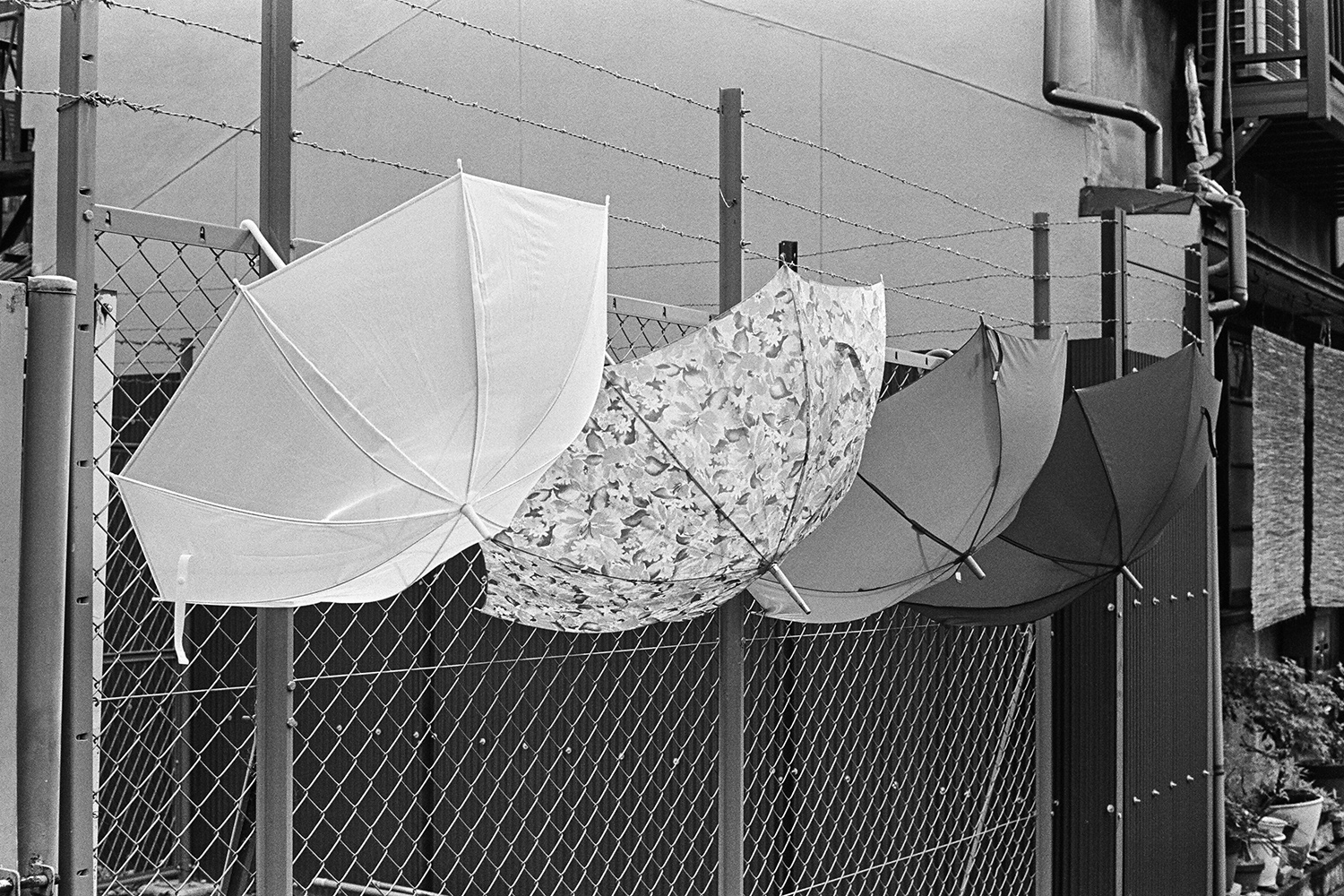  Umbrella Gradient Kyoto 5 / 20 