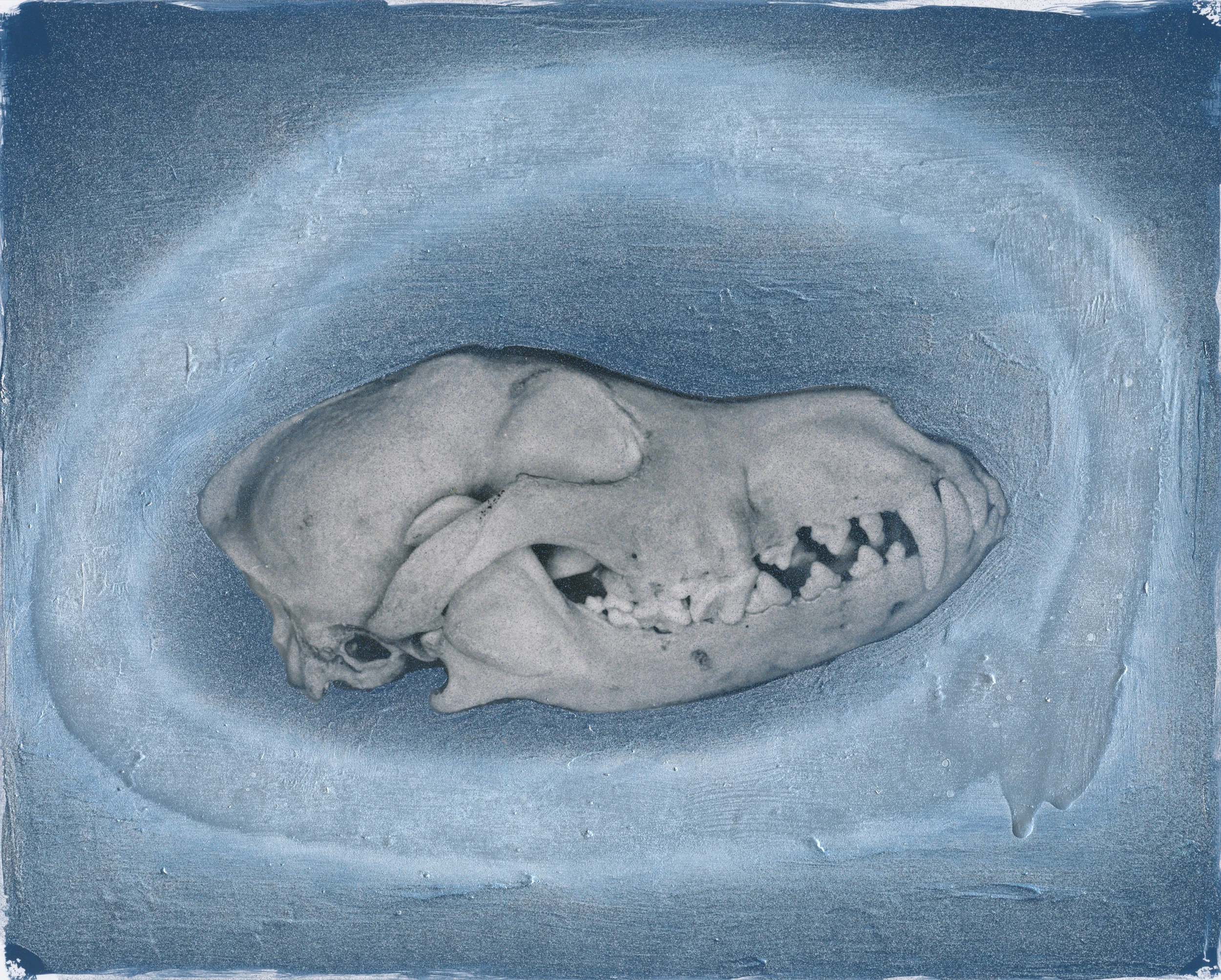 Canis Lupus familiaris 2017 Spray paint and acryli on gelatin silver print 8x10