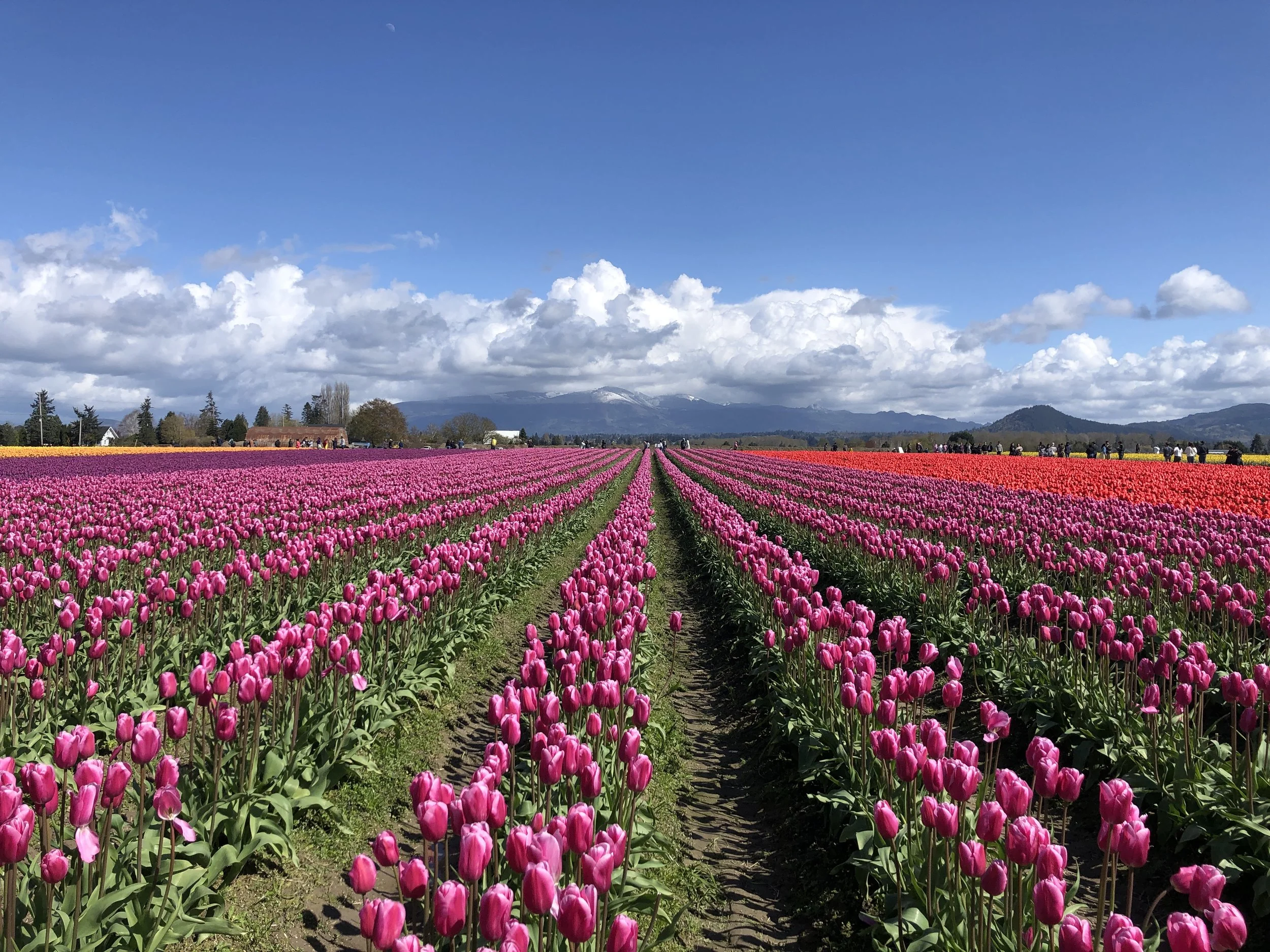 The Skagit Valley Tulip Festival