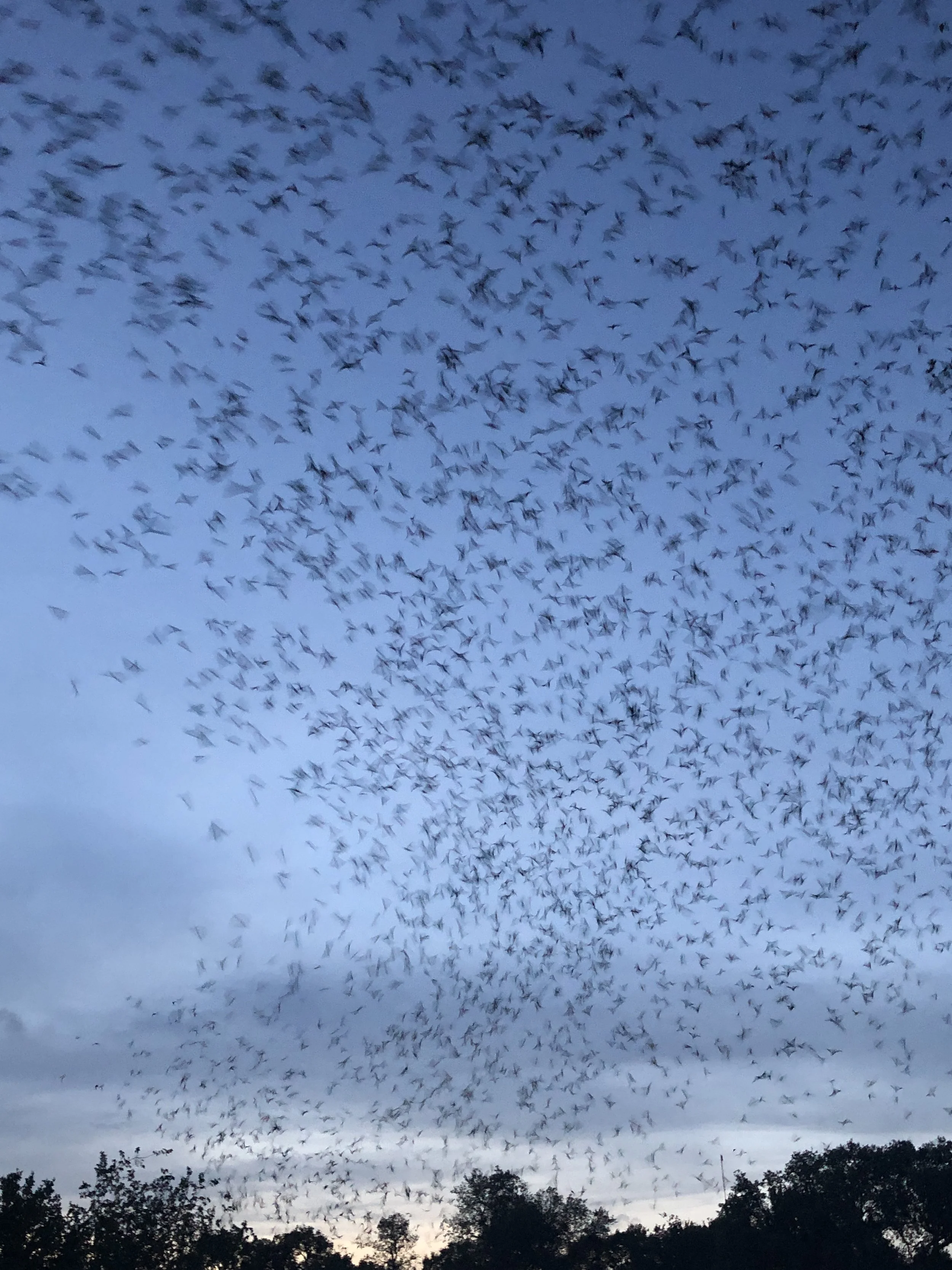 Viewing 10 Million Bats Will Take Your Breath Away