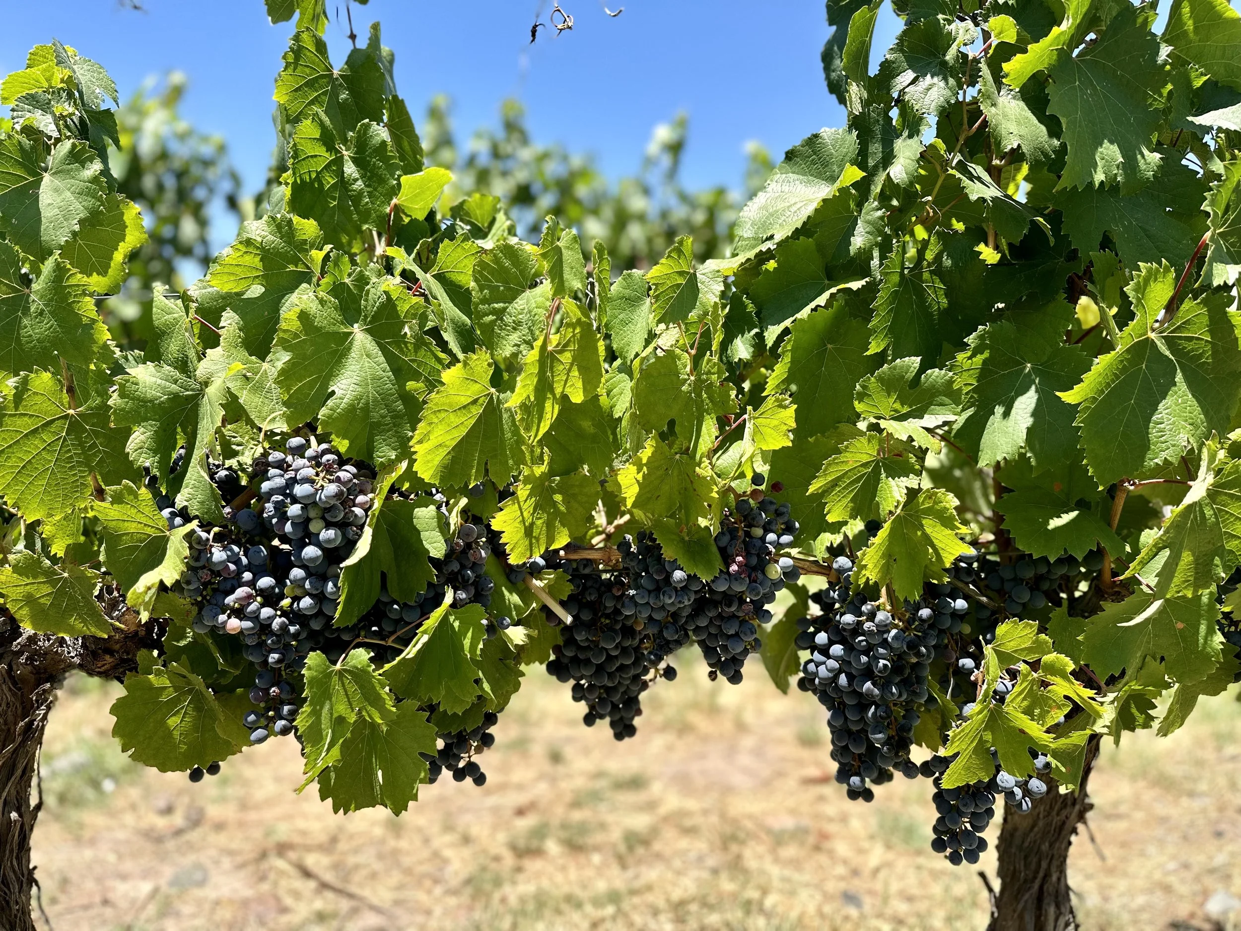 Go to Mendoza. Drink Some Wine.