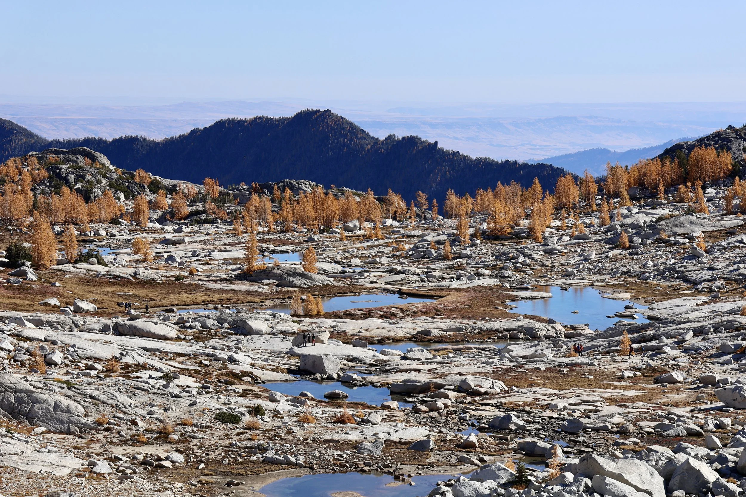 The Enchantments Larches