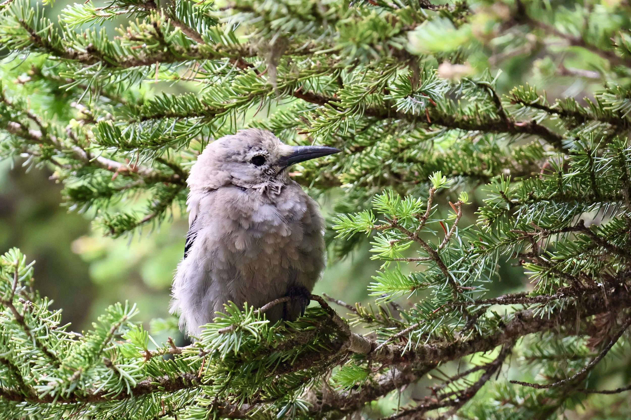 Clark's Nutcracker, Banff National Park