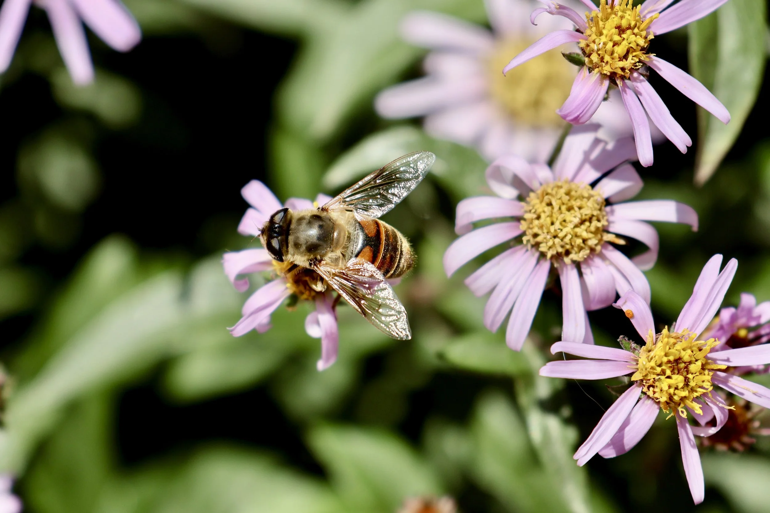 Honey Bee, Banff National Park
