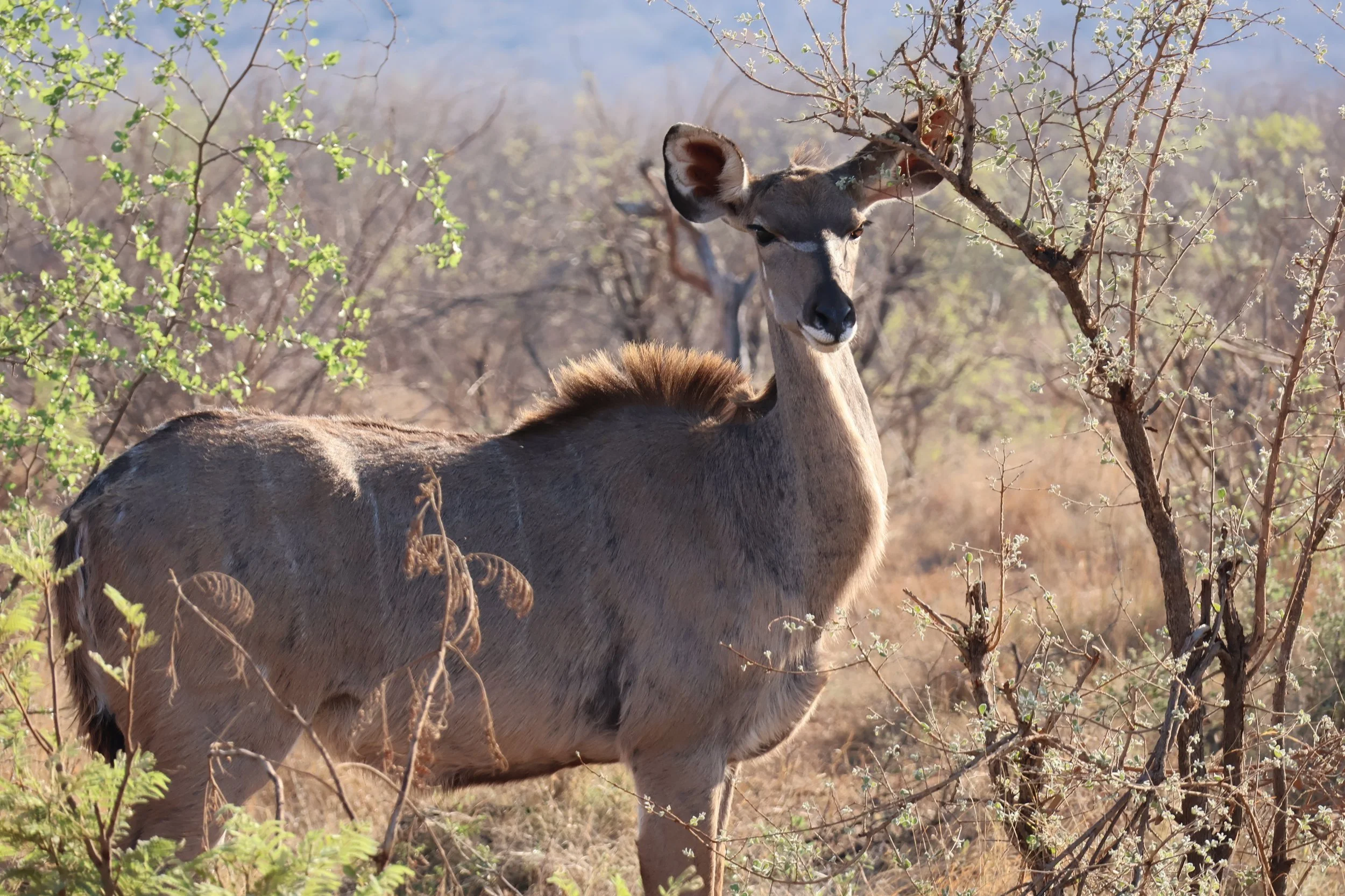 Kudu