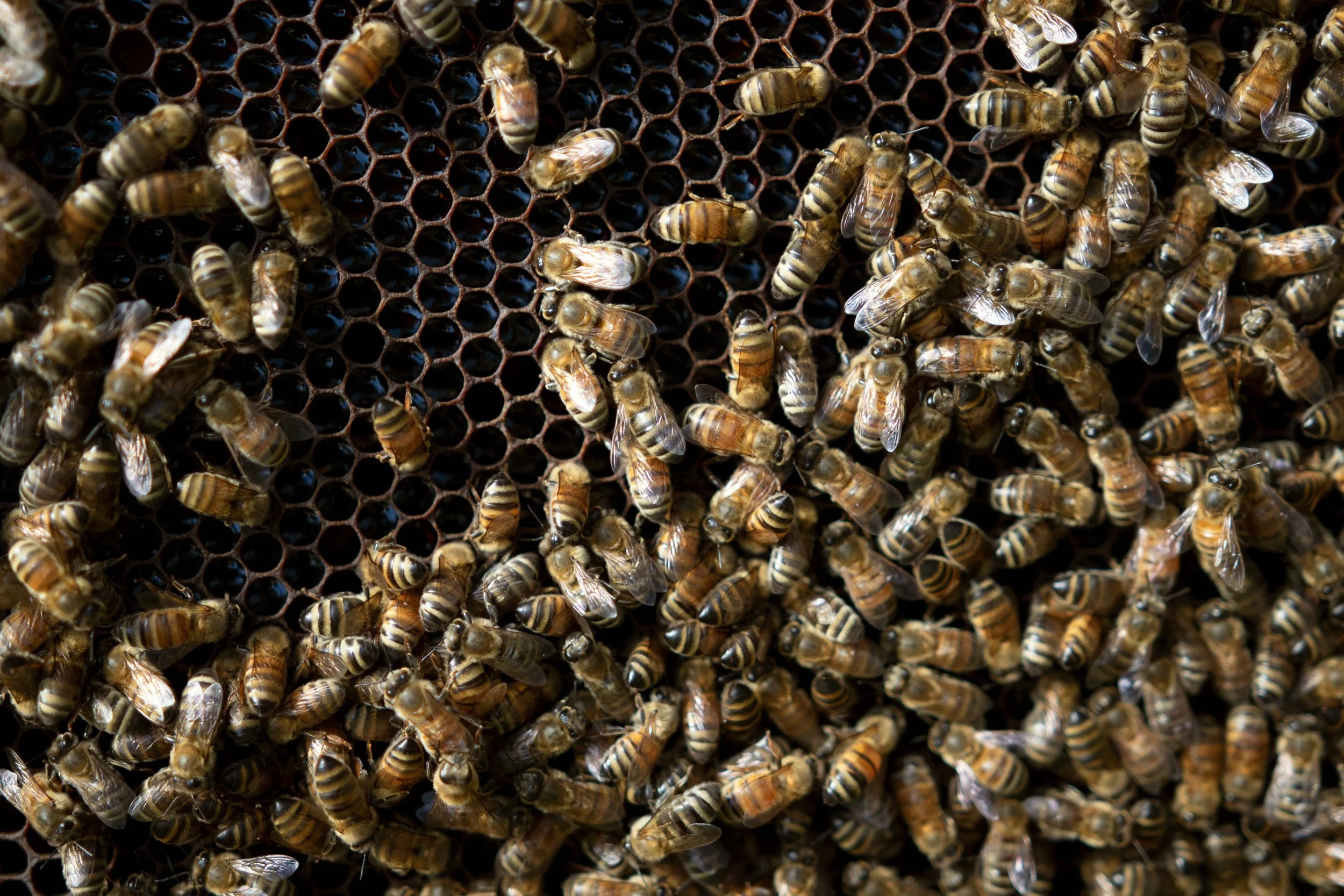 Bees3.jpg