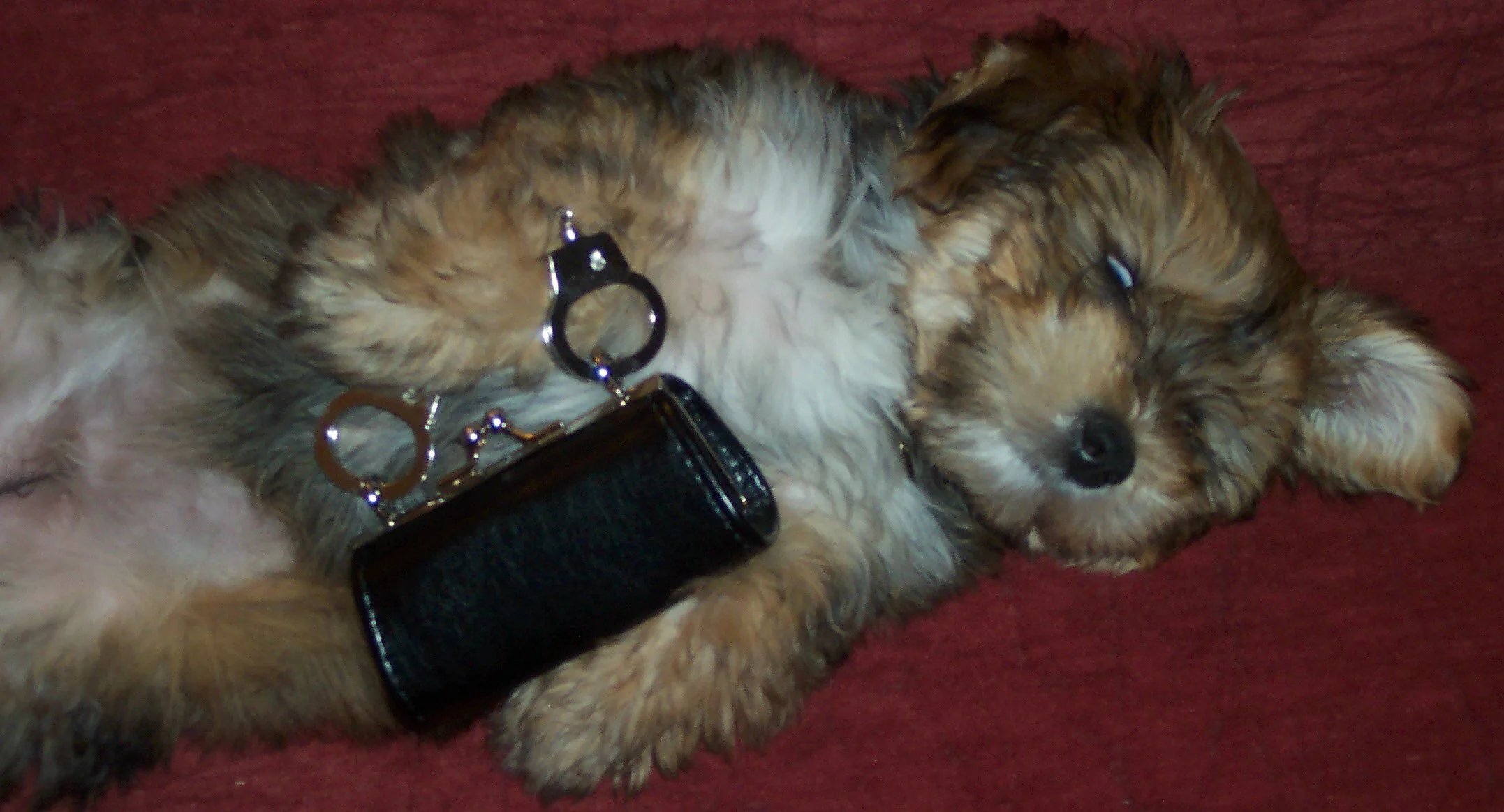 puppy minicuffz.jpg