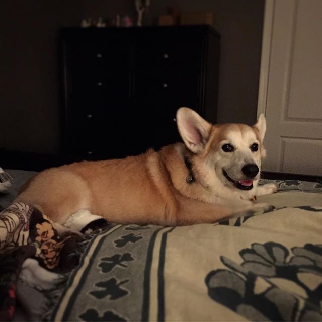 It's too cold on the ground for a tubby #corgi #faulks #pig heaven