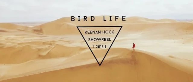 Bird Life 2 | Making you feel like a bird one shot at a time