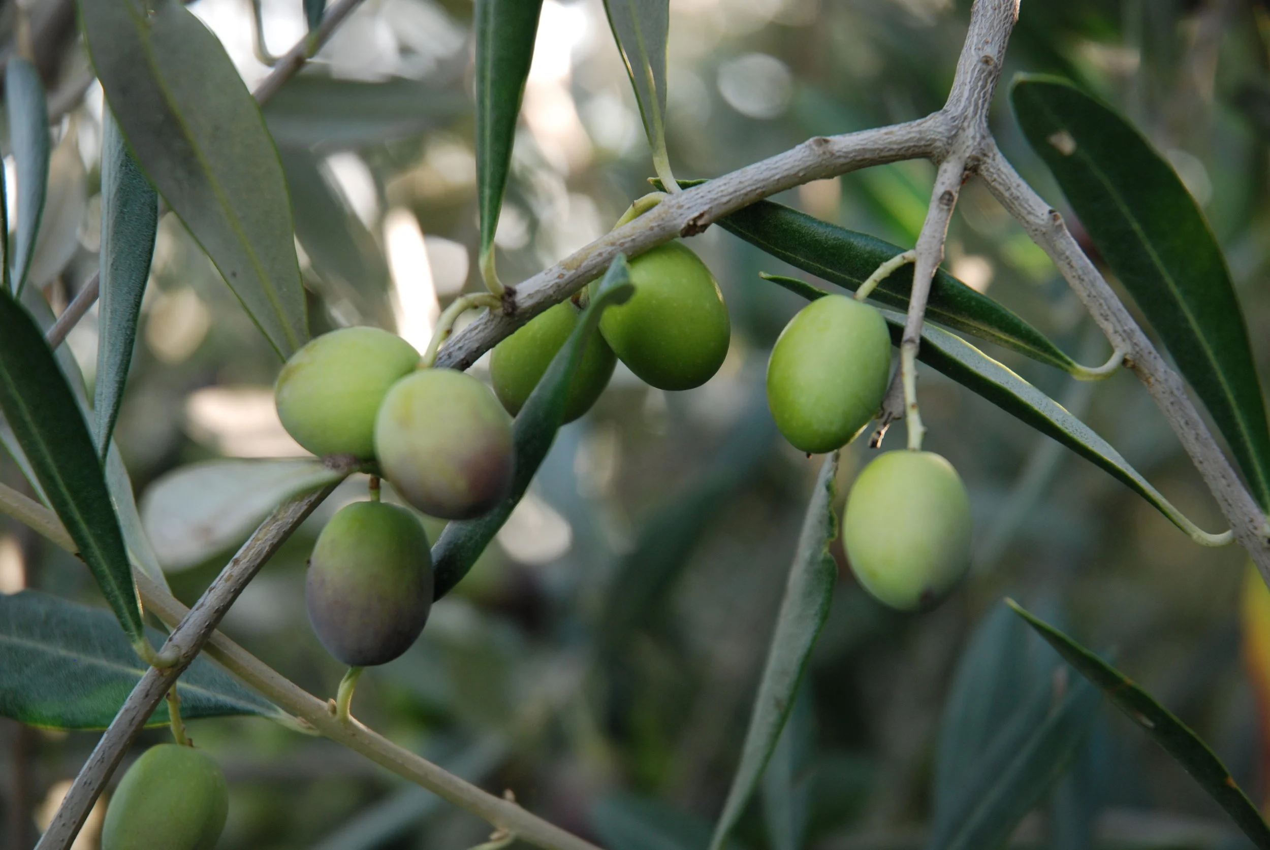 About our Extra Virgin Olive Oil   