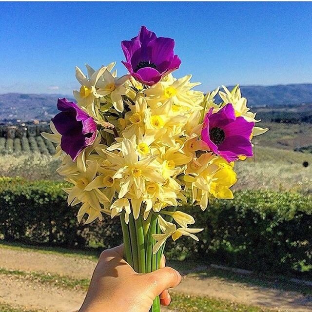 Spring is coming, everything will be fine, sun will shine again! A lot of love form Villa Monteoriolo ❤️ #villamonteoriolo #tuscany #toscana #florence #firenze #chianti #chiantishire #italy #iloveitaly #flowers #spring #sun #bluesky