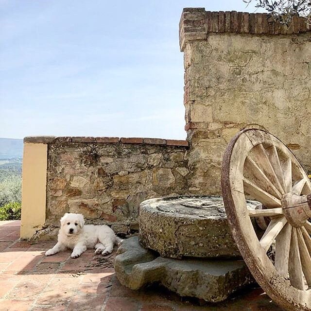 The new princess of Villa Monteoriolo: Arya is waiting for you! #villamonteoriolo #florence #firenze #tuscany #toscana #chianti #chiantishire #countryside #arya #shepherddog #whitedog #spring #extravirginoliveoil