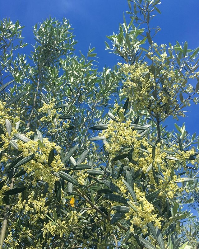 Our lovely olive trees have &lsquo;&rsquo;Mignola&rsquo;&rsquo; in these days!
Mignola is the word that in Italy we use for the blooming of the olive trees: the little white four petals flowers are thousand on every tree and they will become olives i