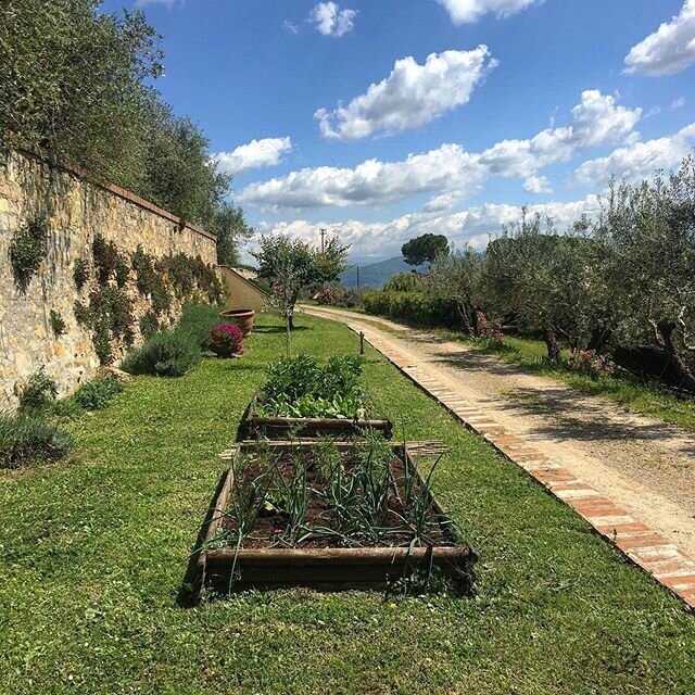 Our little garden is growing: Cipolle di Tropea, Pomodori Cuore di Bue, Baccelli (the Tuscan name of Fave) and Radicchio verde are almost ready for fresh salads dressed with extra virgin olive oil! .
.
.
#villamonteoriolo #tuscany #toscana #florence 