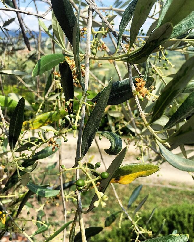 After the &lsquo;&rsquo;Mignola&rsquo;&rsquo;, now it is time for very little olives on our olive trees! Can see them? .
.
#villamonteoriolo #tuscany #toscana #florence #firenze #chiantishire #countyrisde #extravirginoliveoil #babyolives #olives