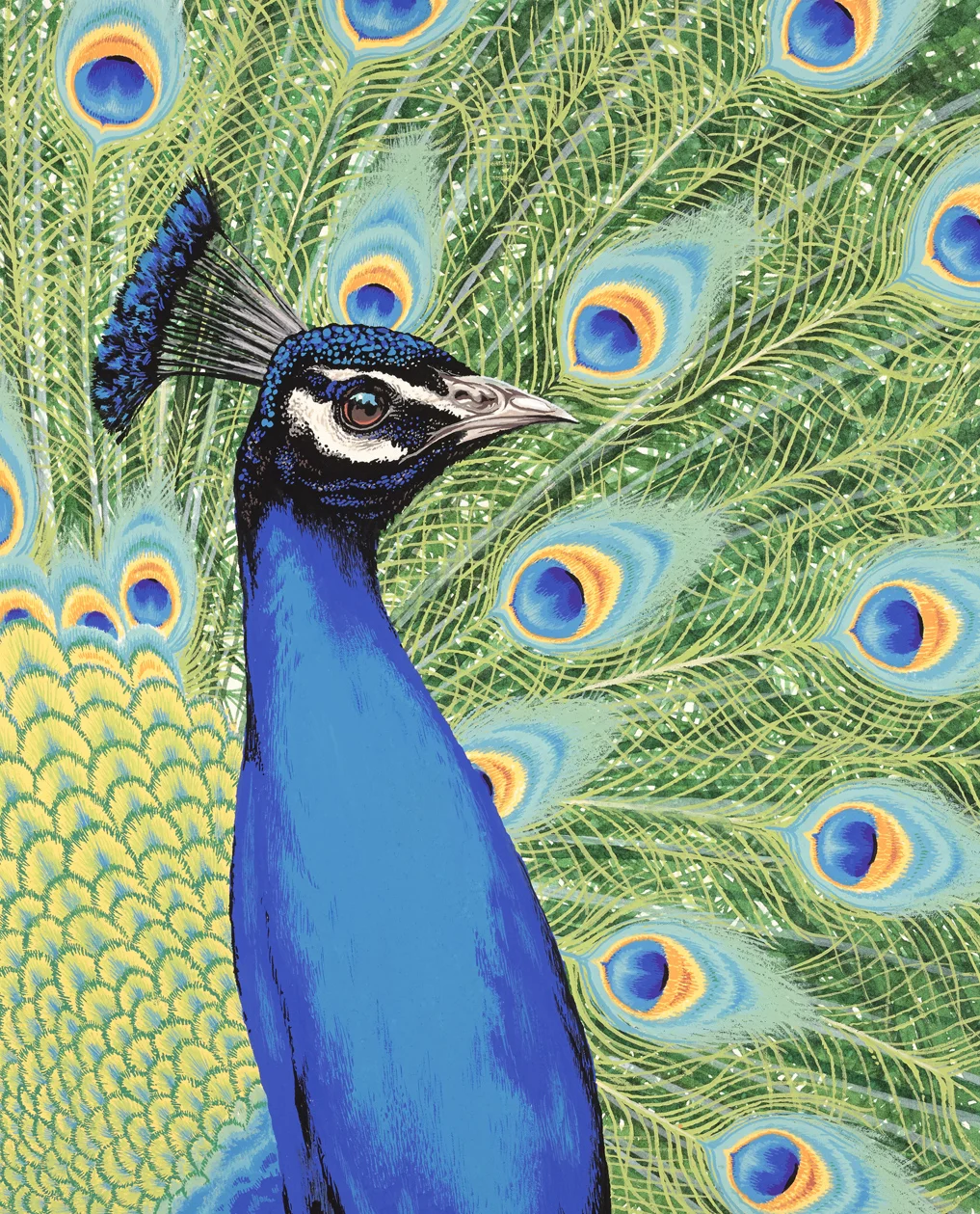 Peacock_v2(L).jpg