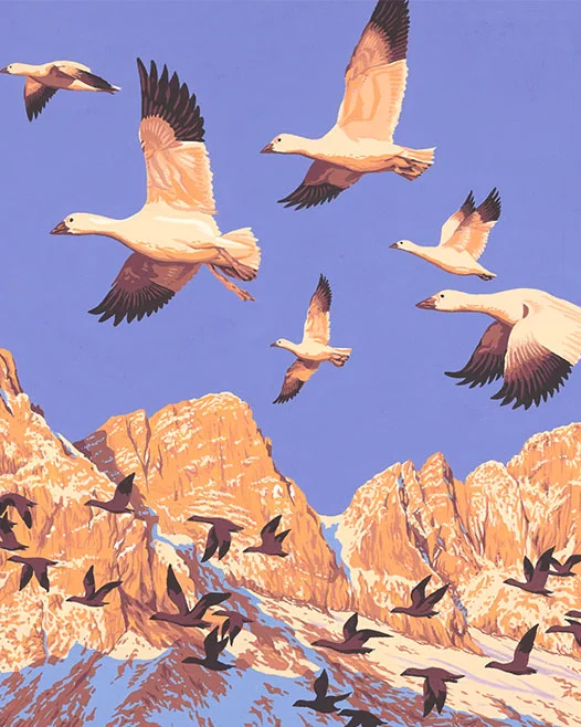 being the colour of snow, catching the light so they were, in part at least, golden Mary Oliver, ‘Snow Geese’