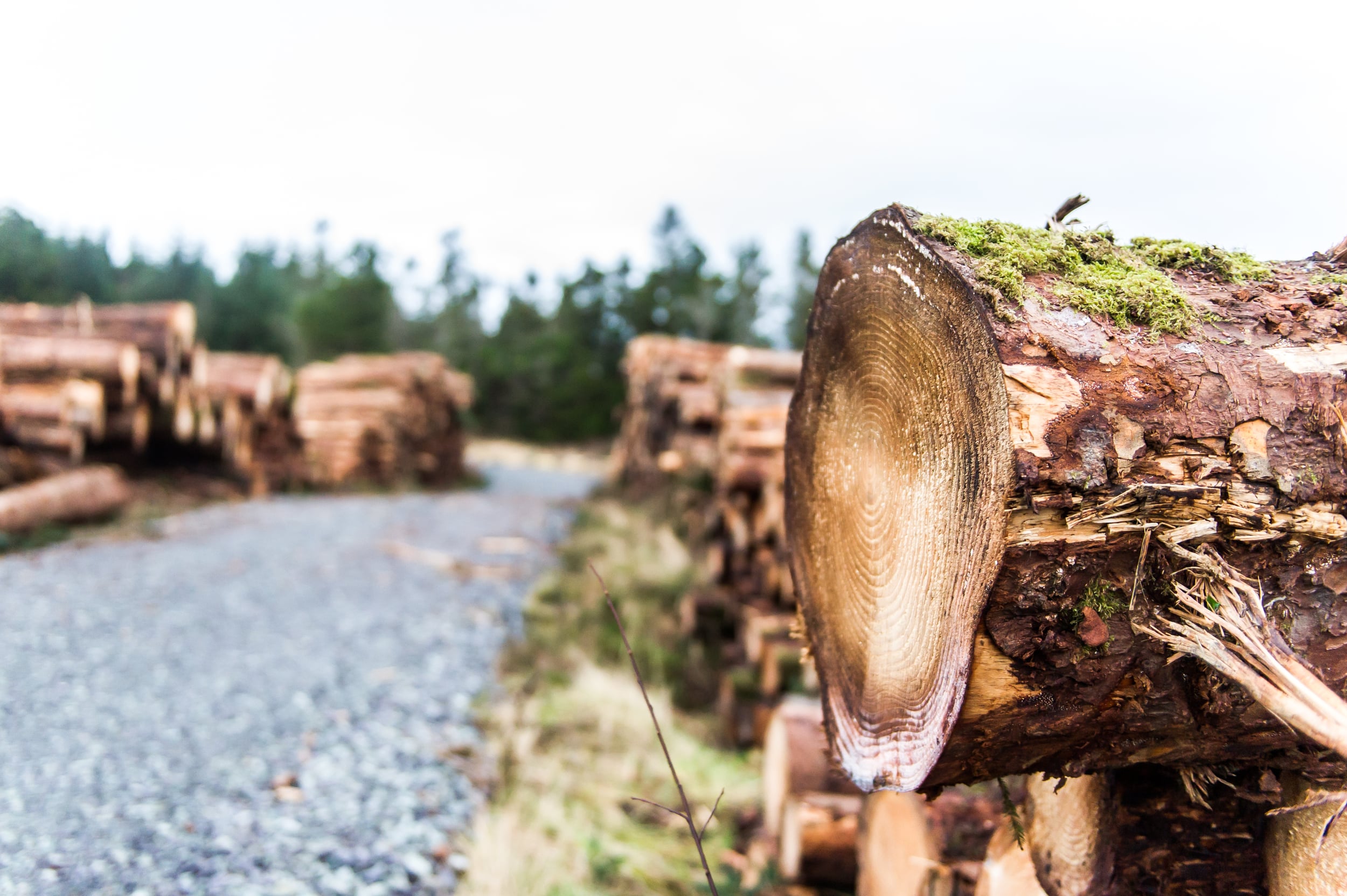 The log is in focus, but the stacks of logs and trees in the background are out of focus.