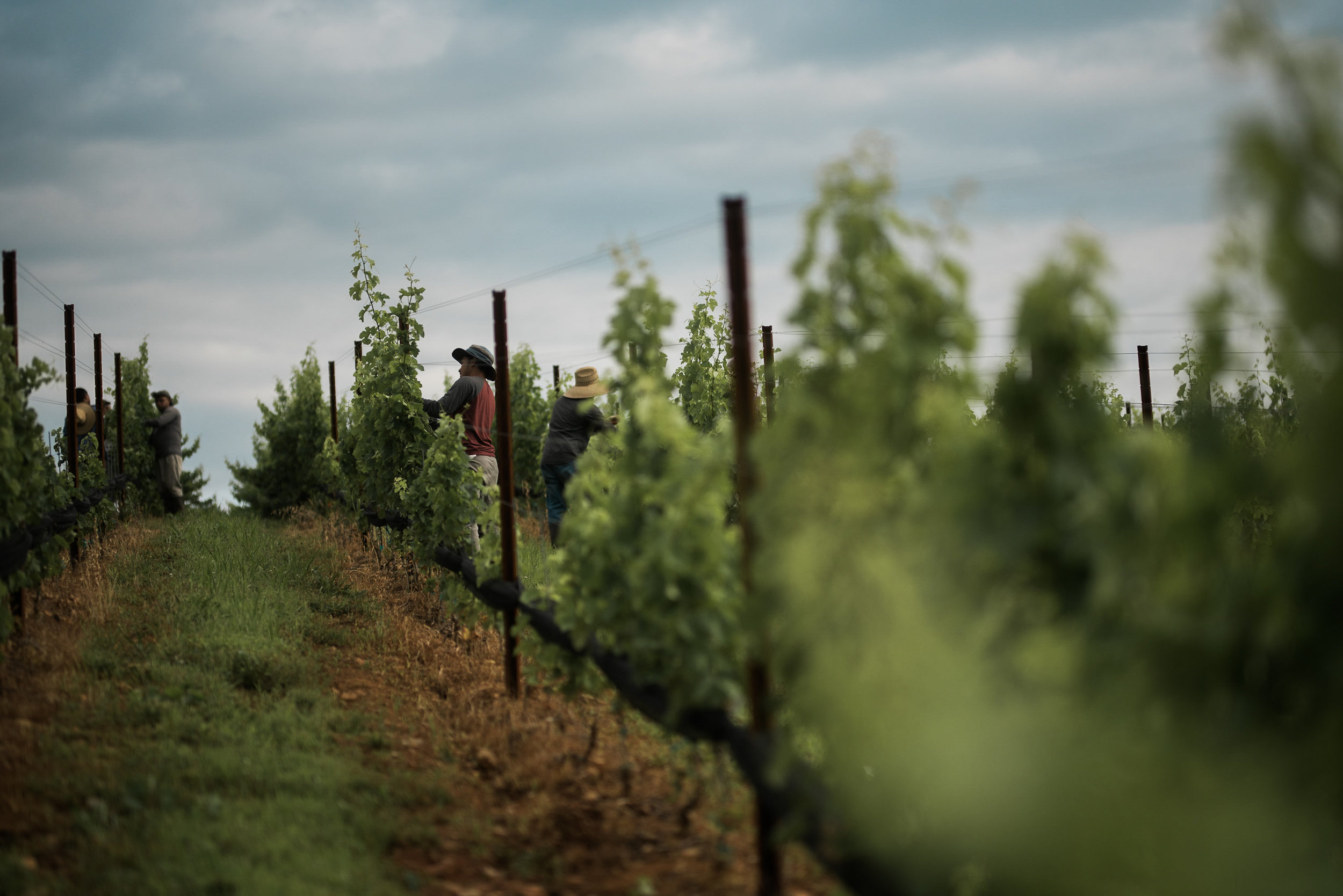 StoneTowerWineryCommercialPhotographerBakerturePhotoandVideo_-22.jpg
